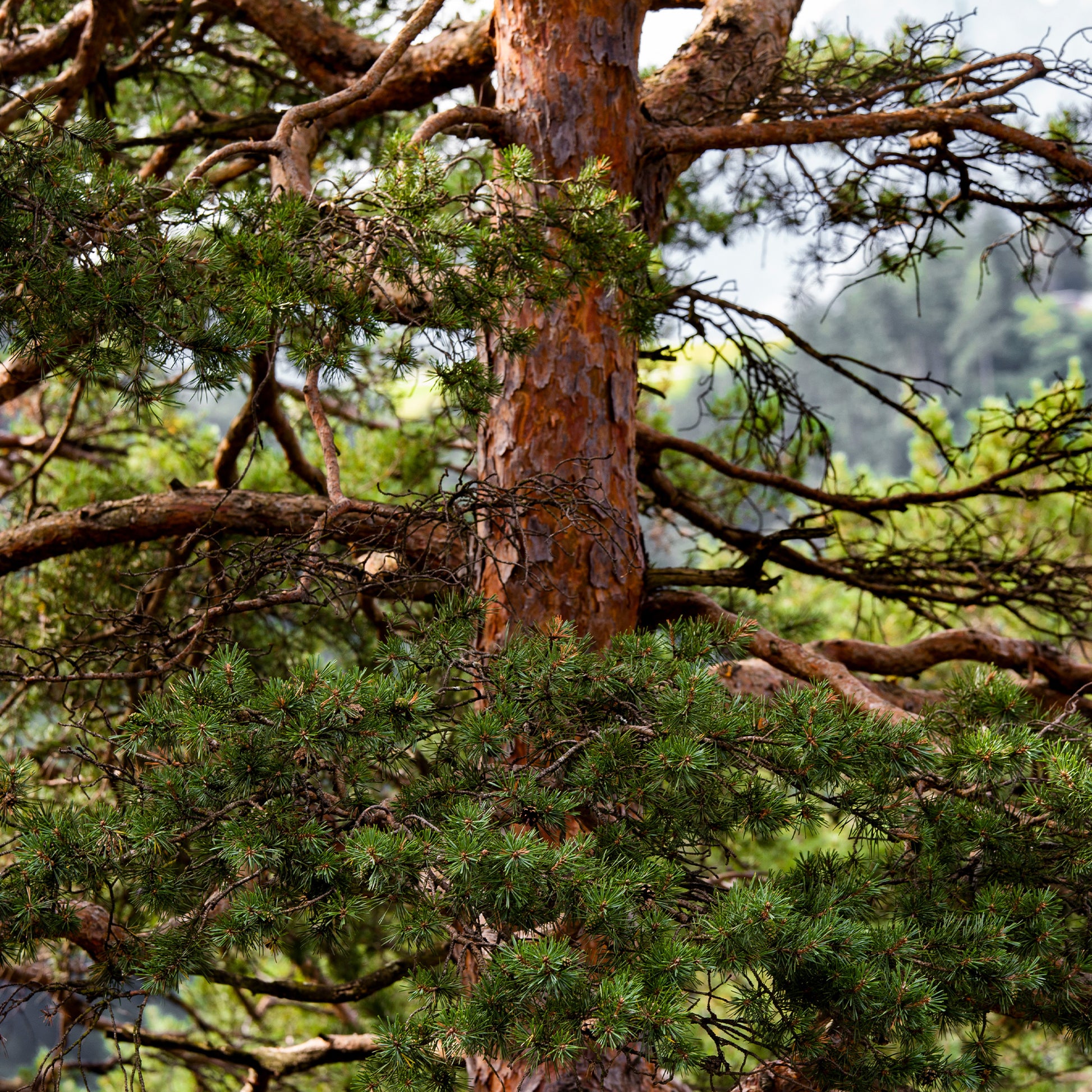 Kiefer - Waldkiefer - Pinus sylvestris