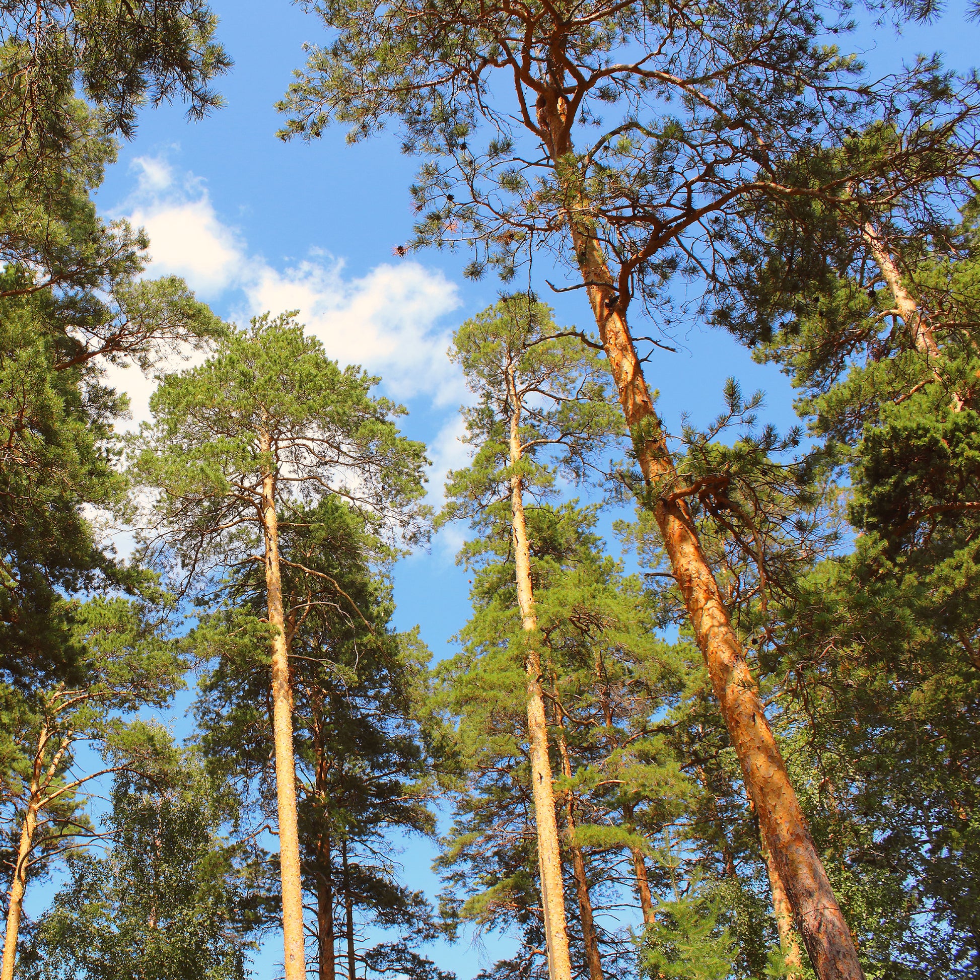 Waldkiefer - Pinus sylvestris - Bakker