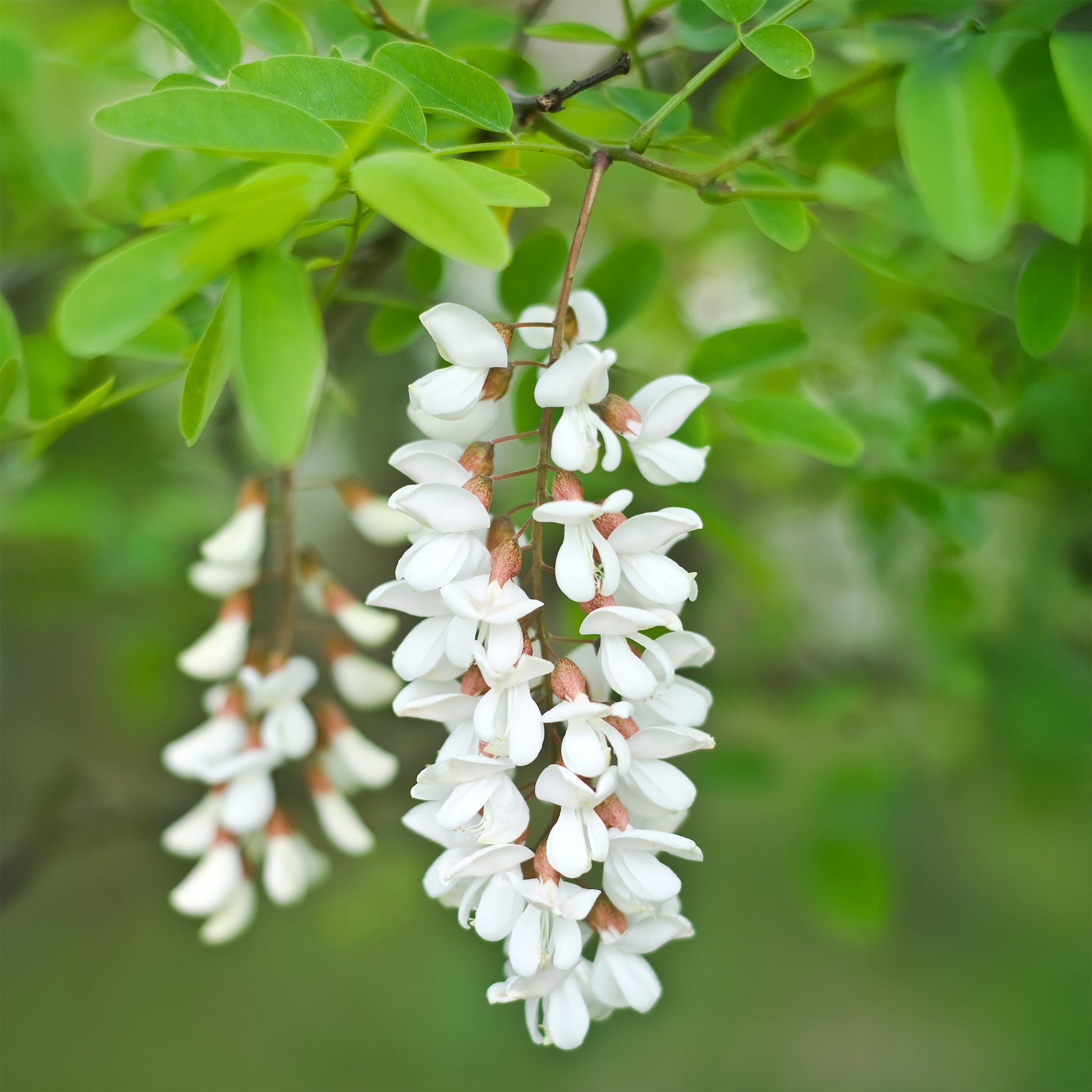 Robinie - Robinia pseudoacacia - Bakker