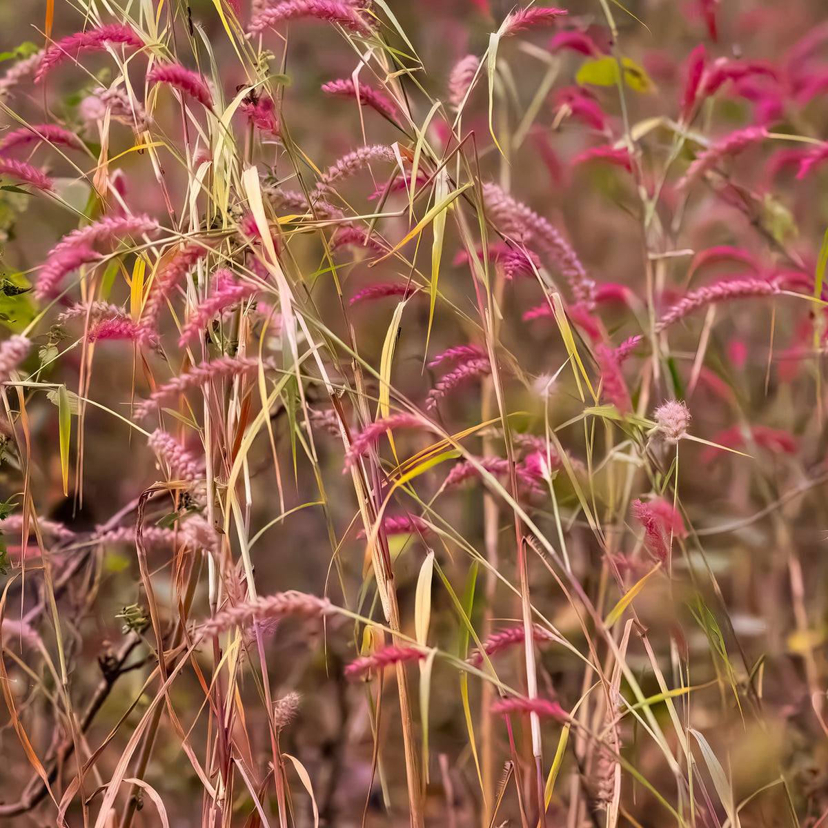 Rotbraune Rutenhirse - Panicum virgatum Rehbraun - Bakker