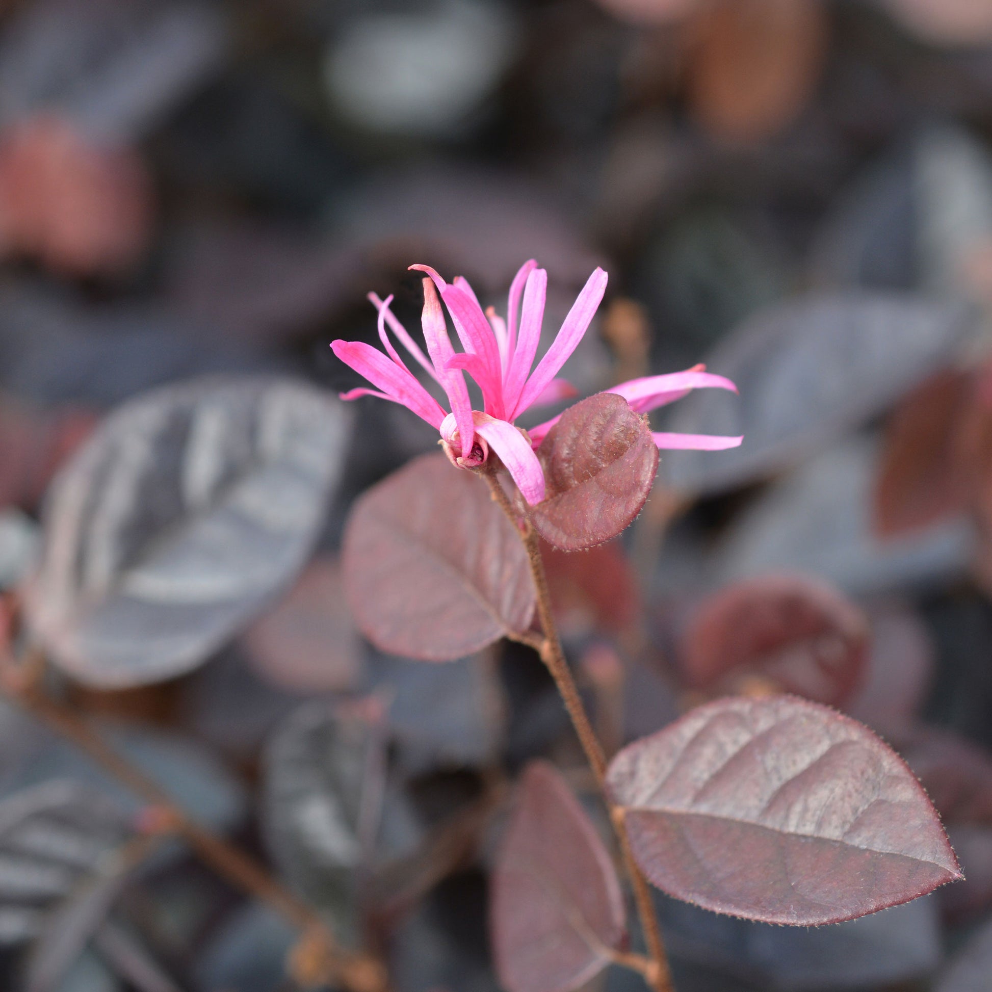 Riemenblüte Fire Dance - Loropetalum chinense Fire Dance - Bakker