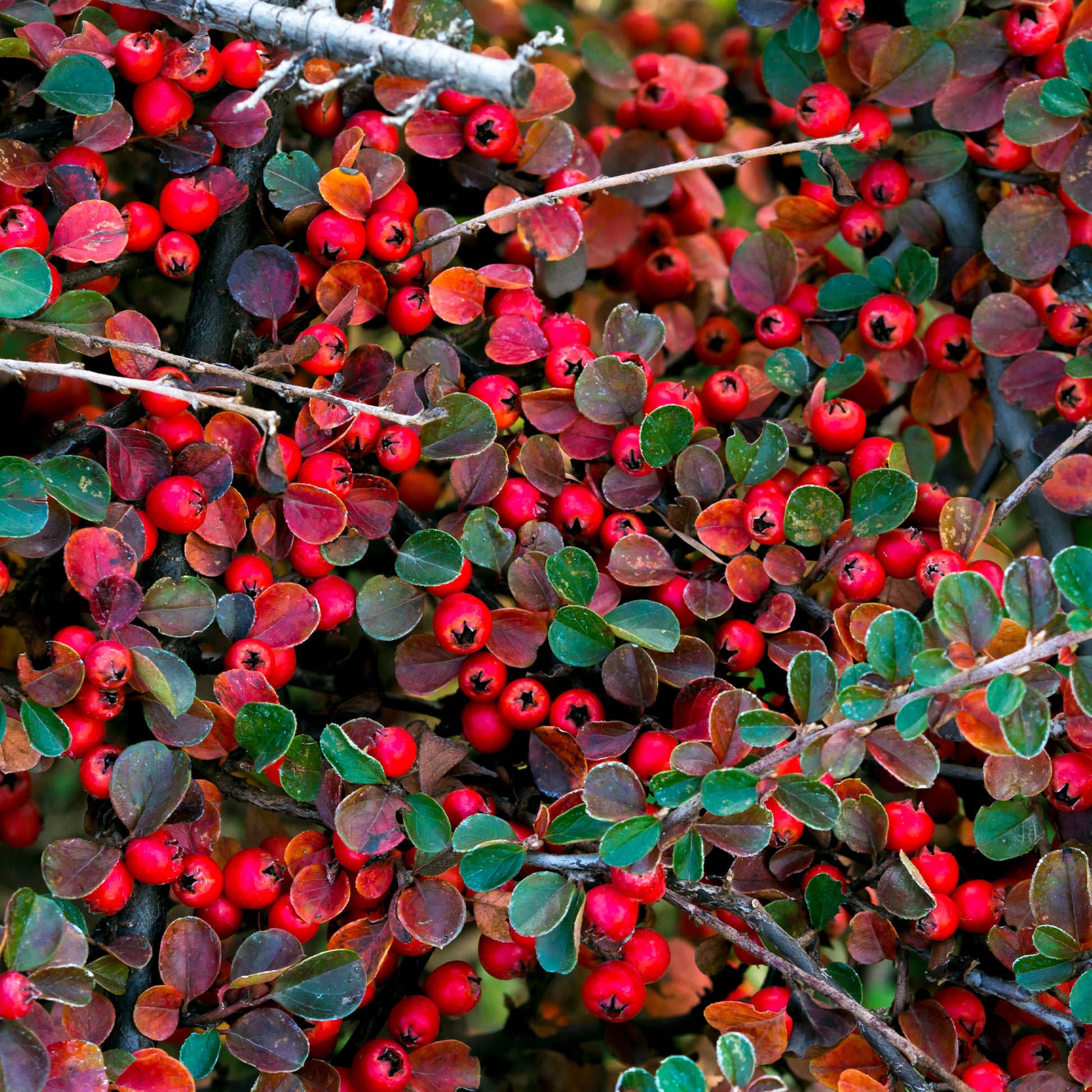 Bodendecker - Fächer-Zwergmispel - Cotoneaster horizontalis
