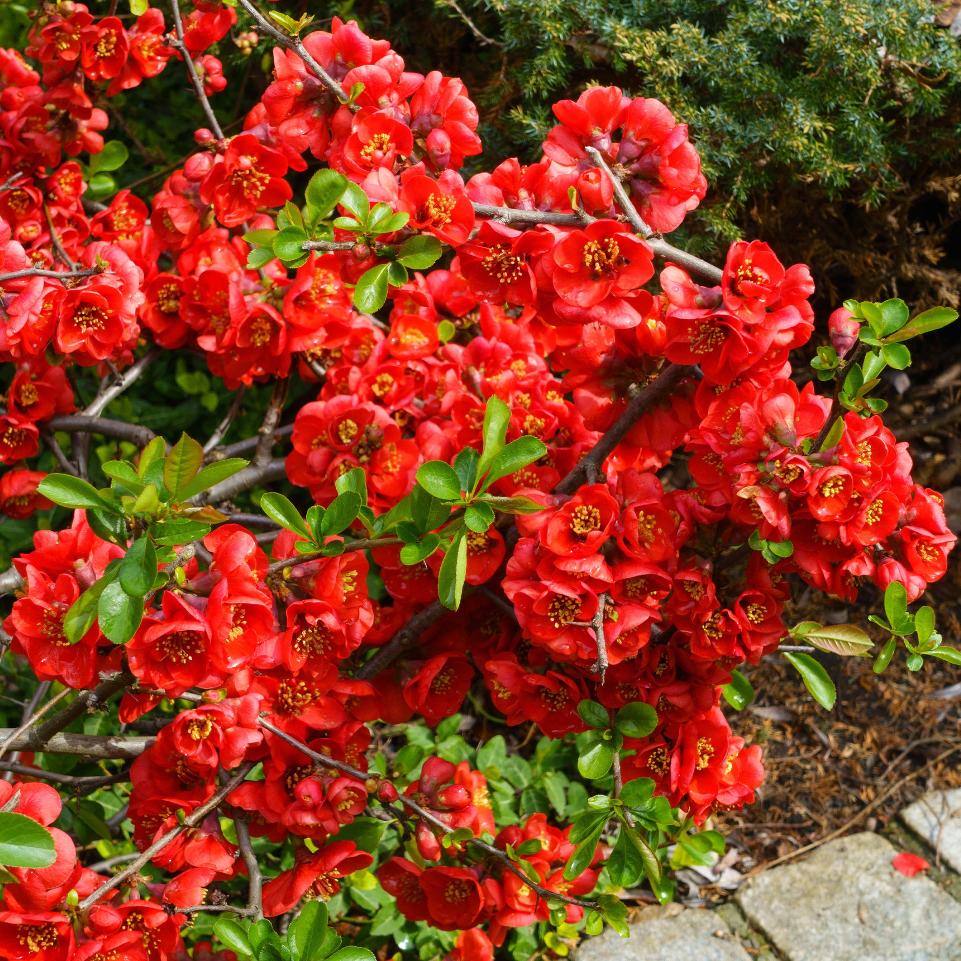 Chaenomeles superba Crimson and Gold - Zierquitte Crimson and Gold - Blühende Sträucher