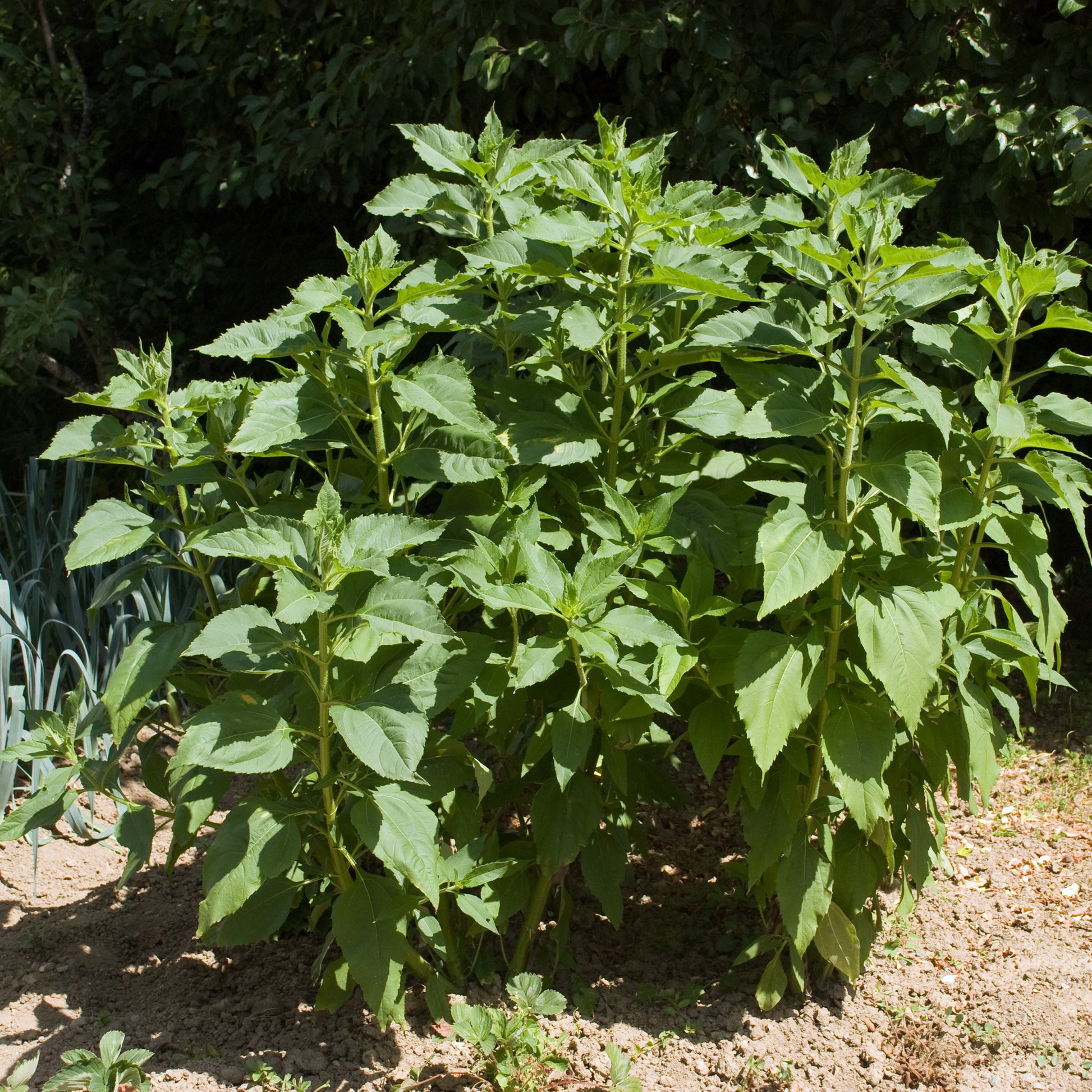 Helianthus tuberosus - Topinambur violett (x5) - Kartoffelpflanzen