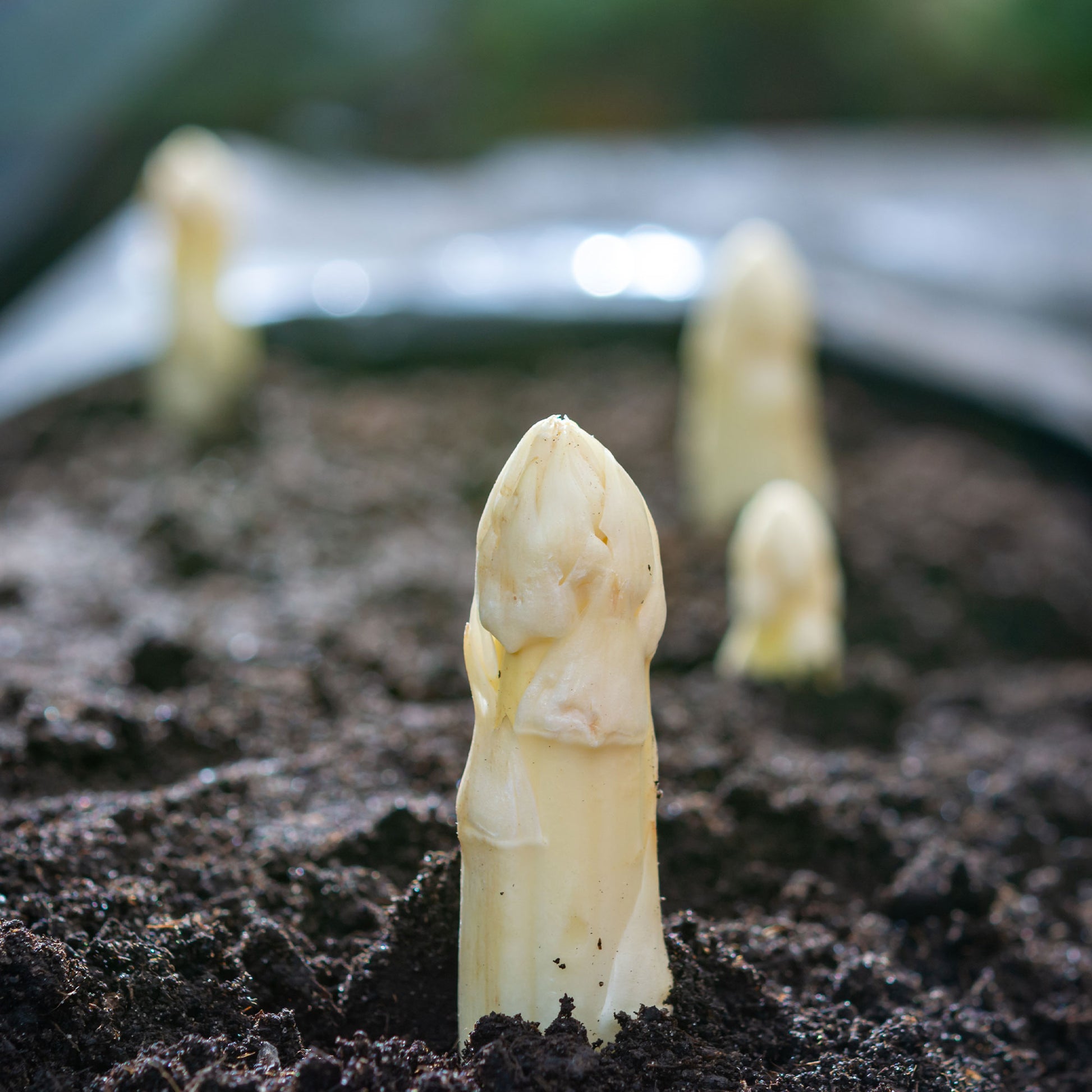Asparagus officinalis argenteuil - Spargel Argenteuil (x10) - Gemüsepflanzen