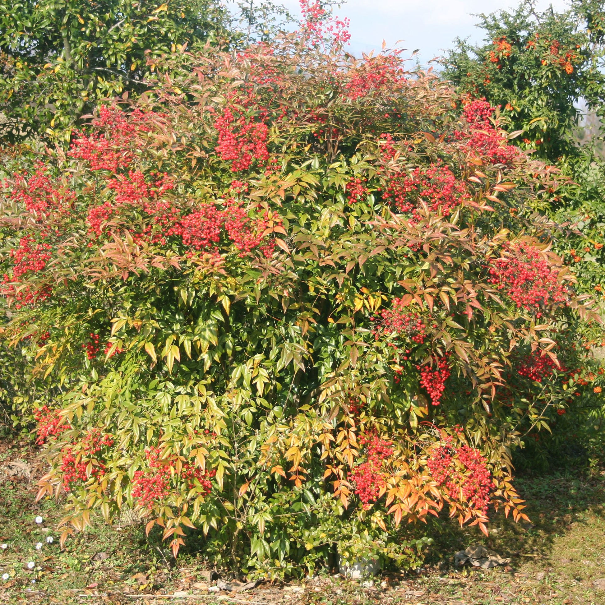 Nandina domestica Gulf Stream - Himmelsbambus ‘Gulf Stream’ - Immergrüne Pflanzen