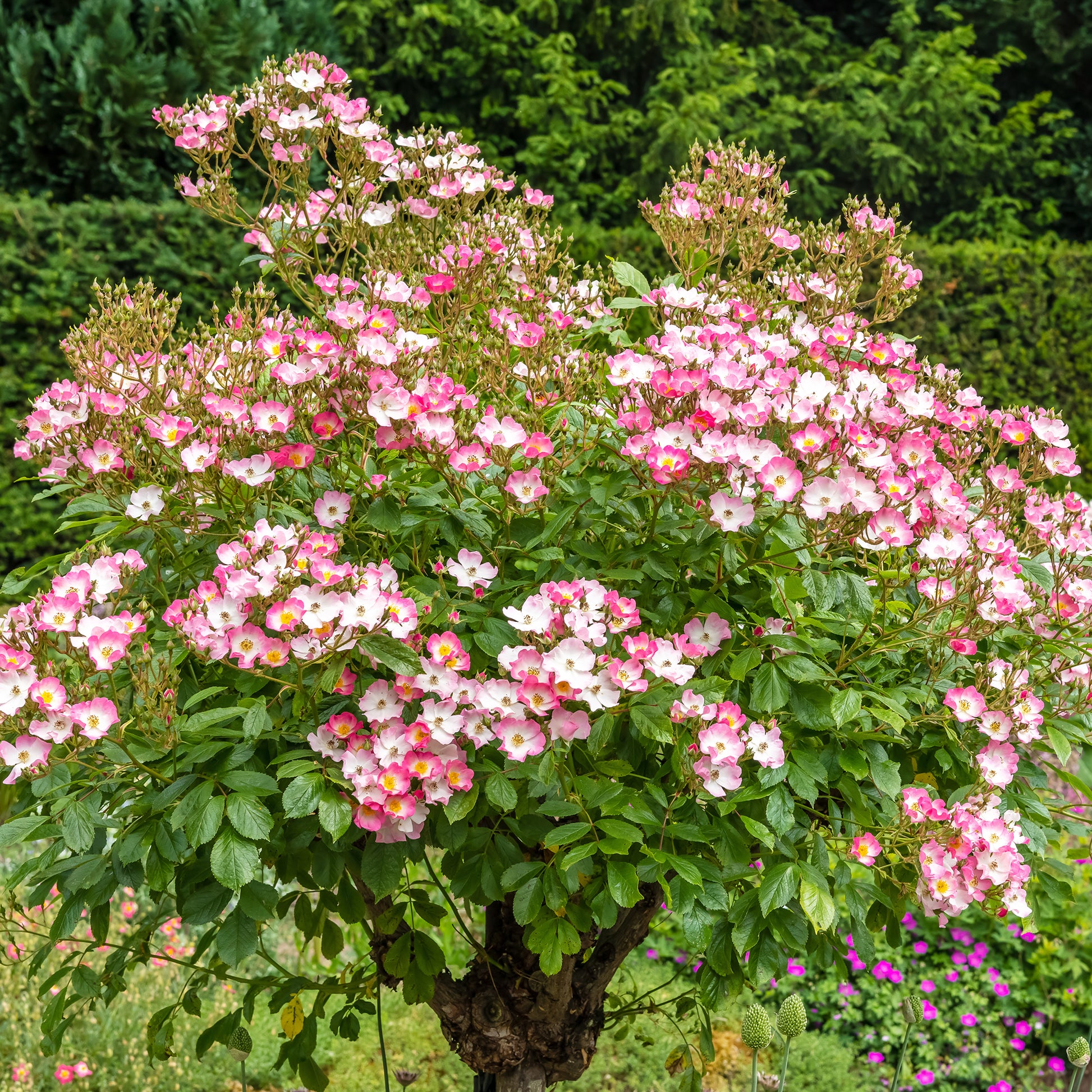 Rose Ballerina - Rosa ballerina - Bakker