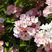 Rosa ballerina - Rose Ballerina - Duftrosen
