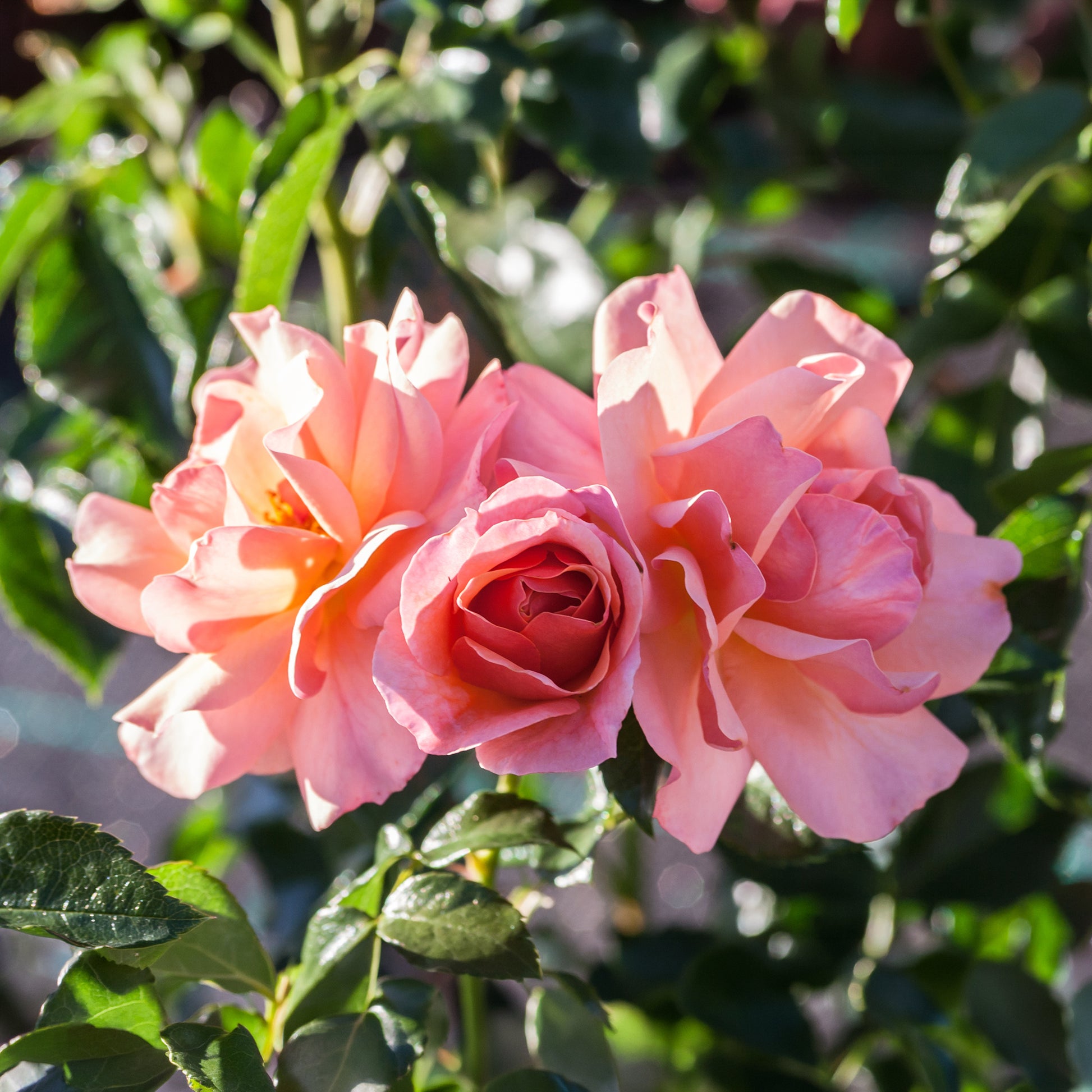 Rosa Aprikola ® - Beetrose Aprikola® - Duftrosen