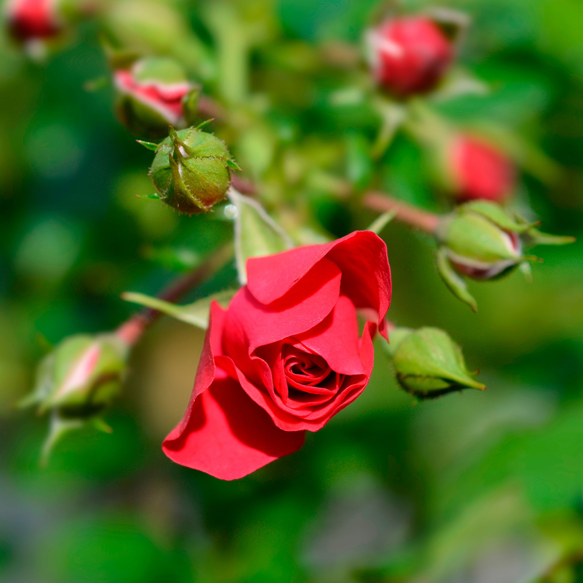 Rosa Toscana ® - Rose Toscana® - Duftrosen