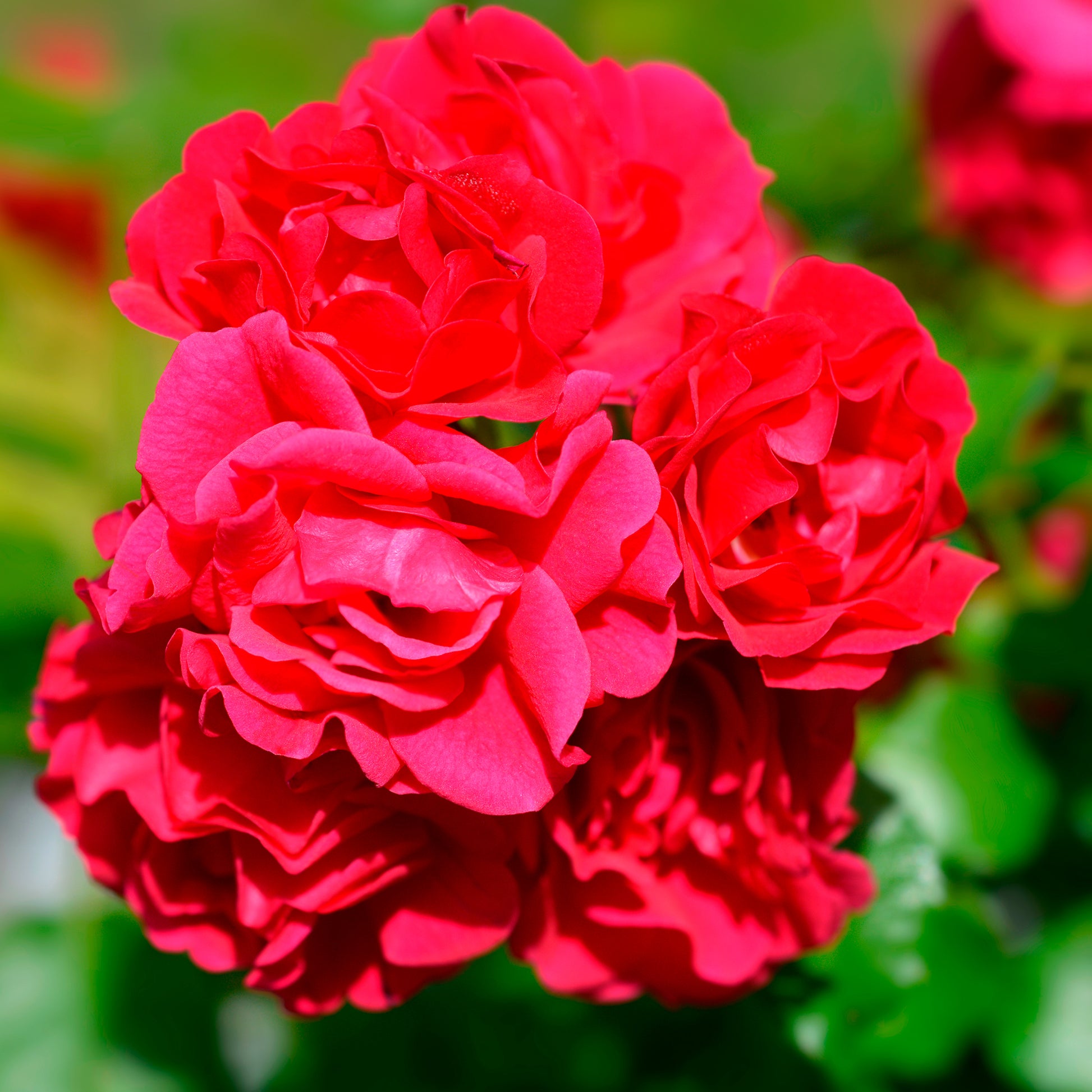 Duftrosen - Rose Toscana® - Rosa Toscana ®