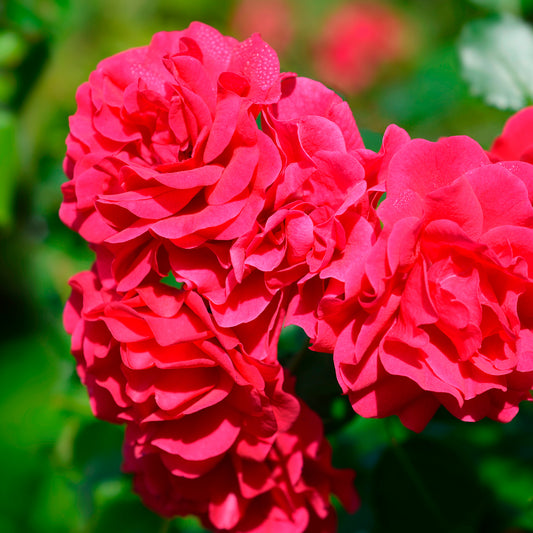 Rose Toscana® - Bakker