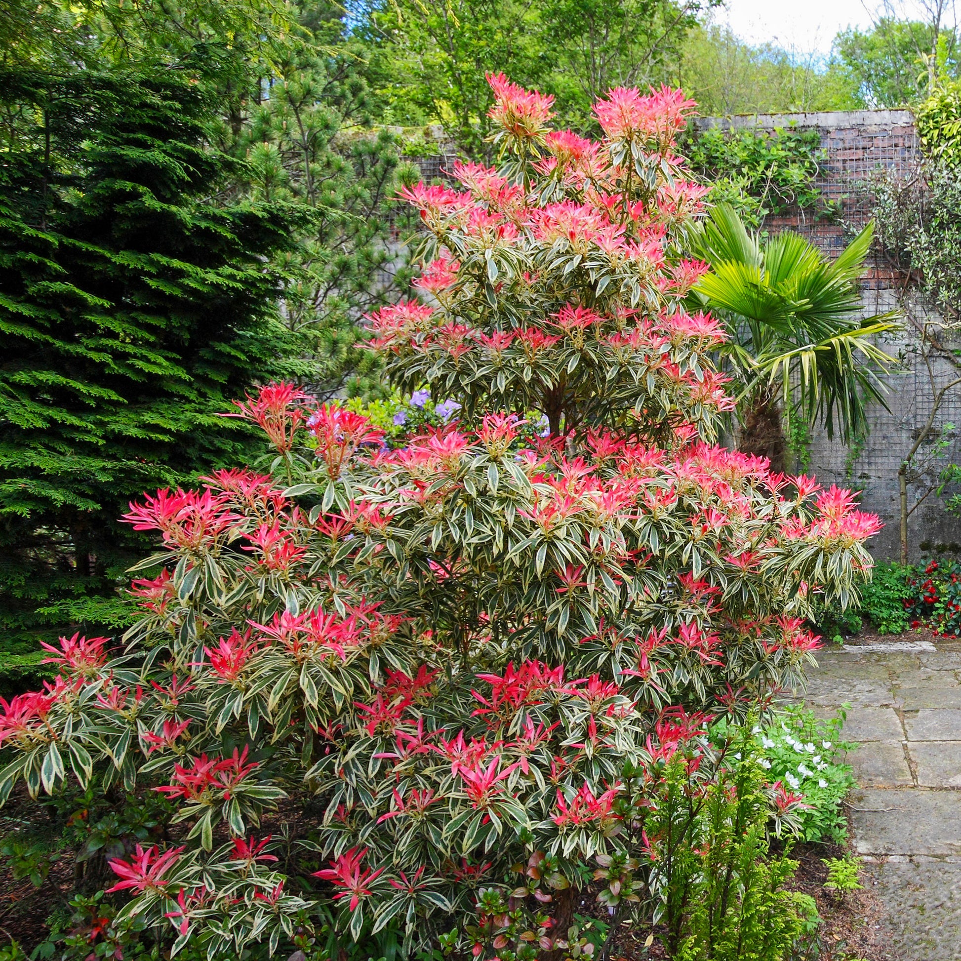 Bunte Lavendelheide - Pieris japonica Flaming Silver - Bakker