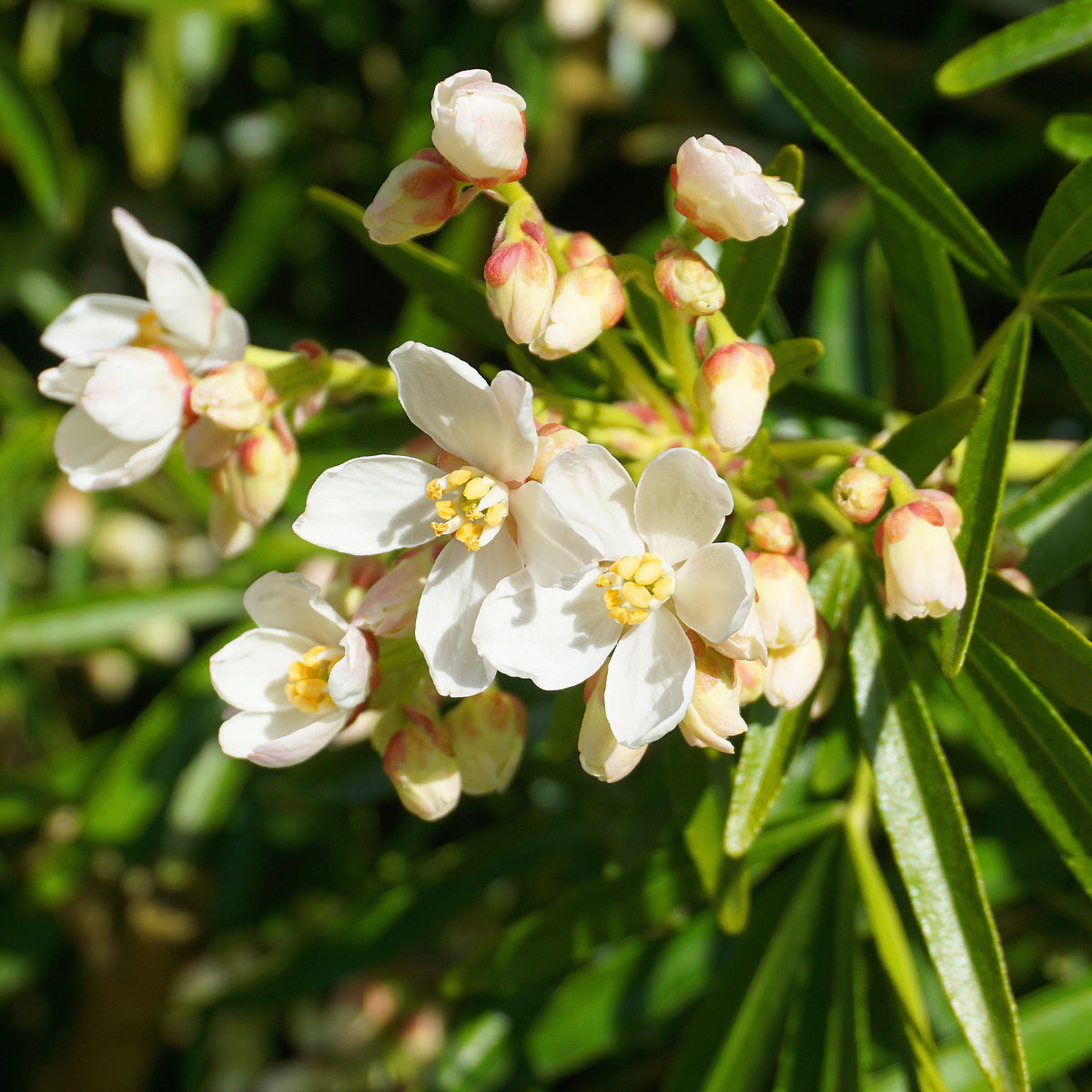 Orangenblume Aztec Pearl - Bakker