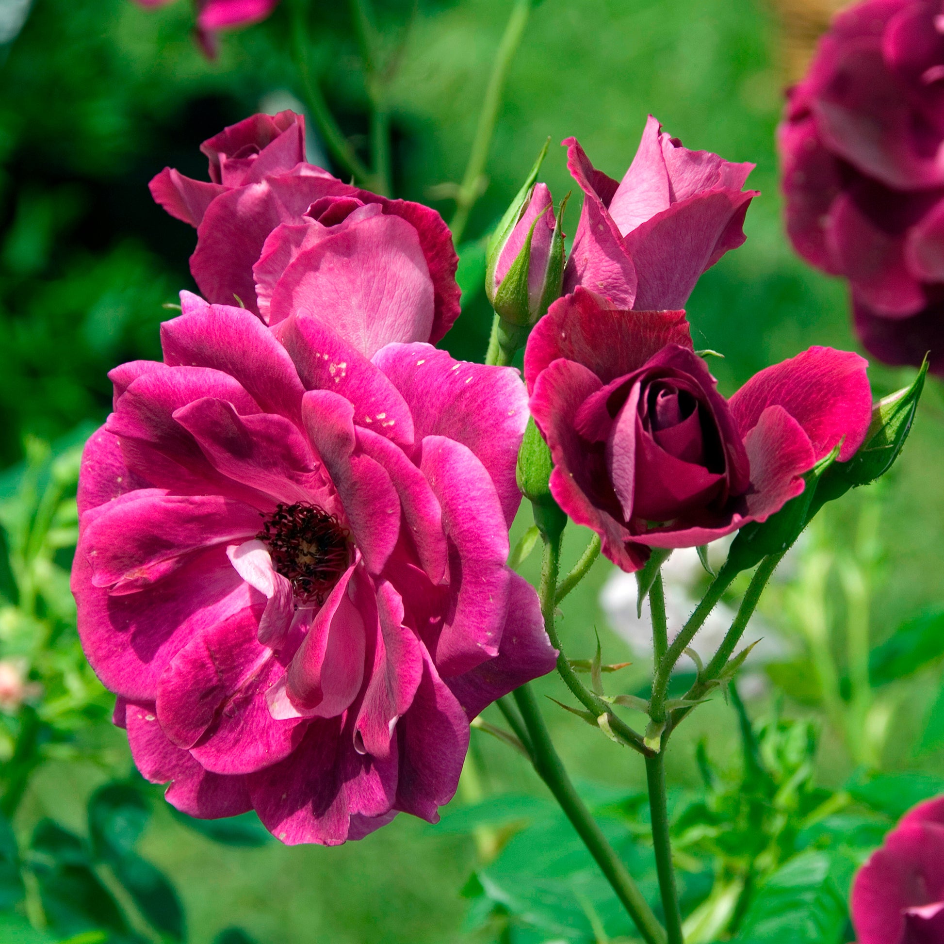 Rosenstrauch Burgundy Ice ® - Rosa burgundy ice ® - Bakker
