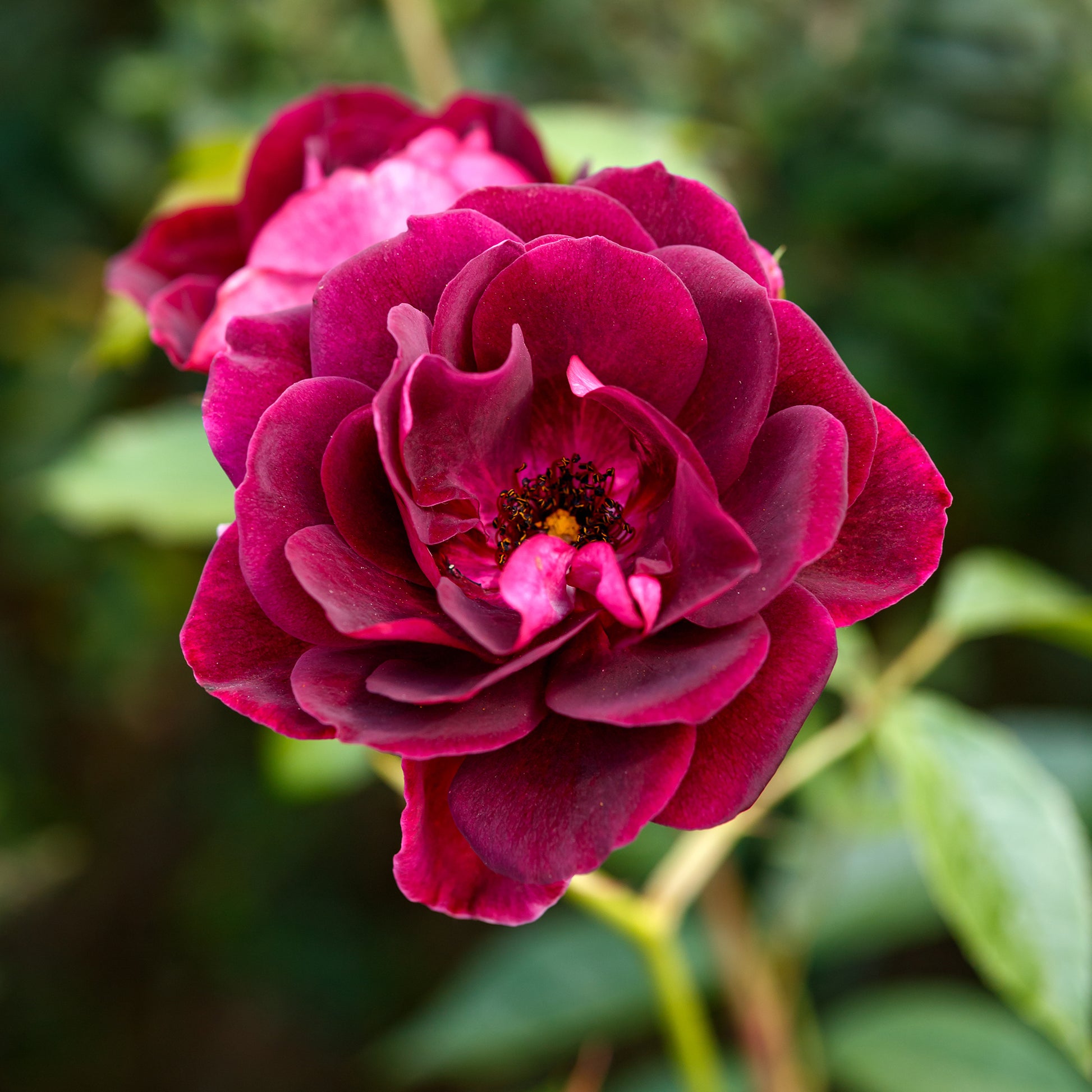 Rosa burgundy ice ® - Rosenstrauch Burgundy Ice ® - Rosen