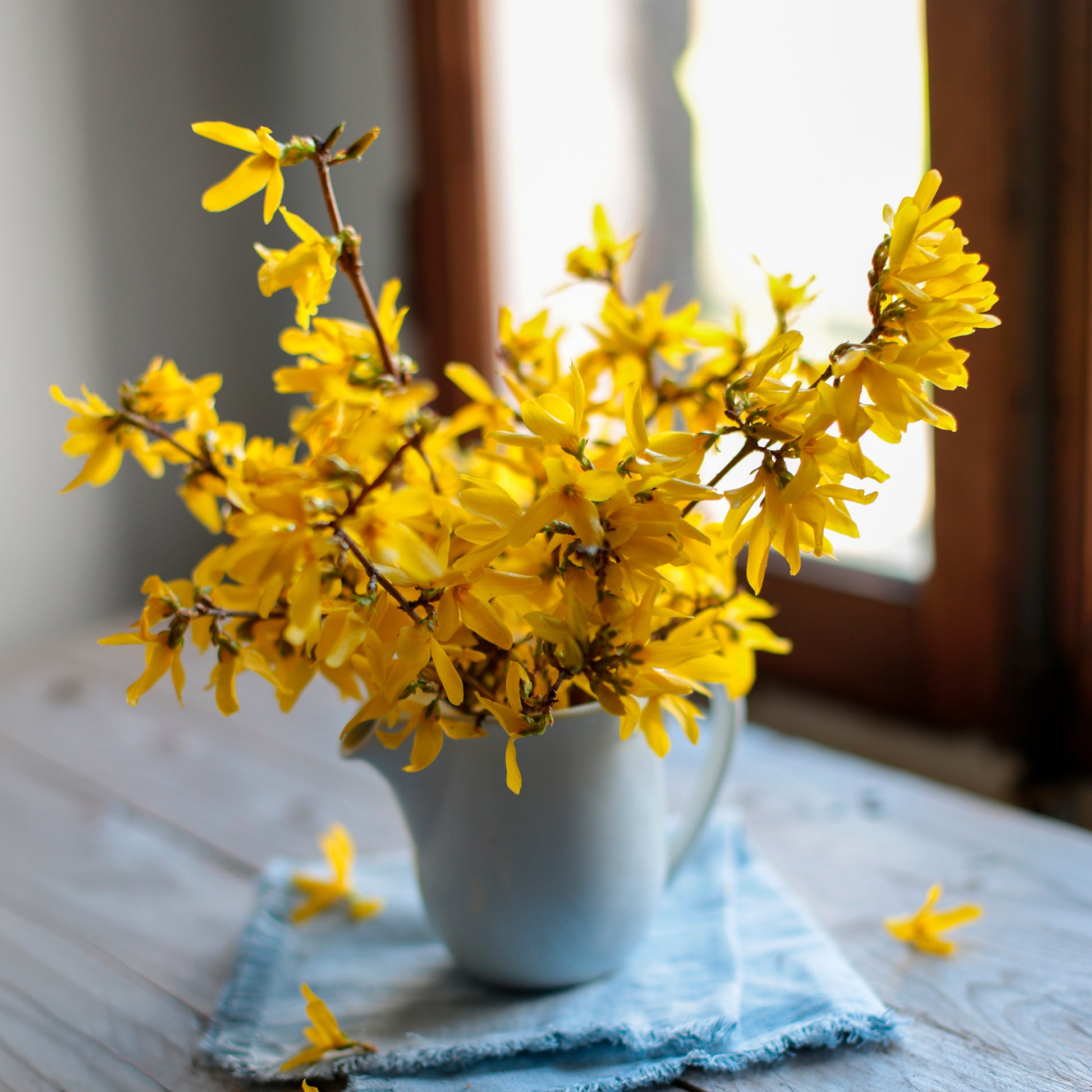 Blühende Sträucher - Forsythie ‘Marée d’Or®’ - Forsythia Marée d'Or ®