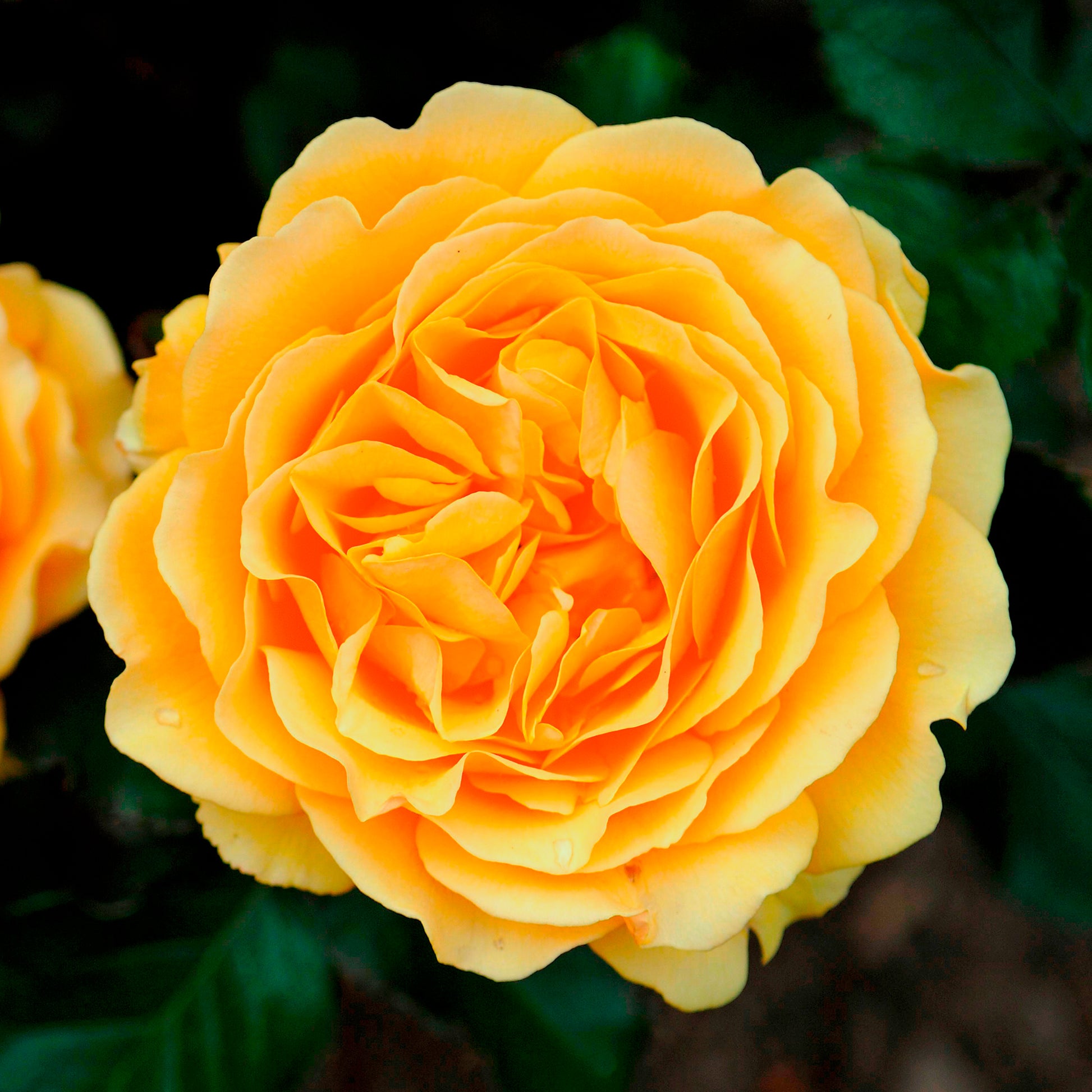 Beetrose Amber Queen ® - Rosa amber queen ® - Bakker
