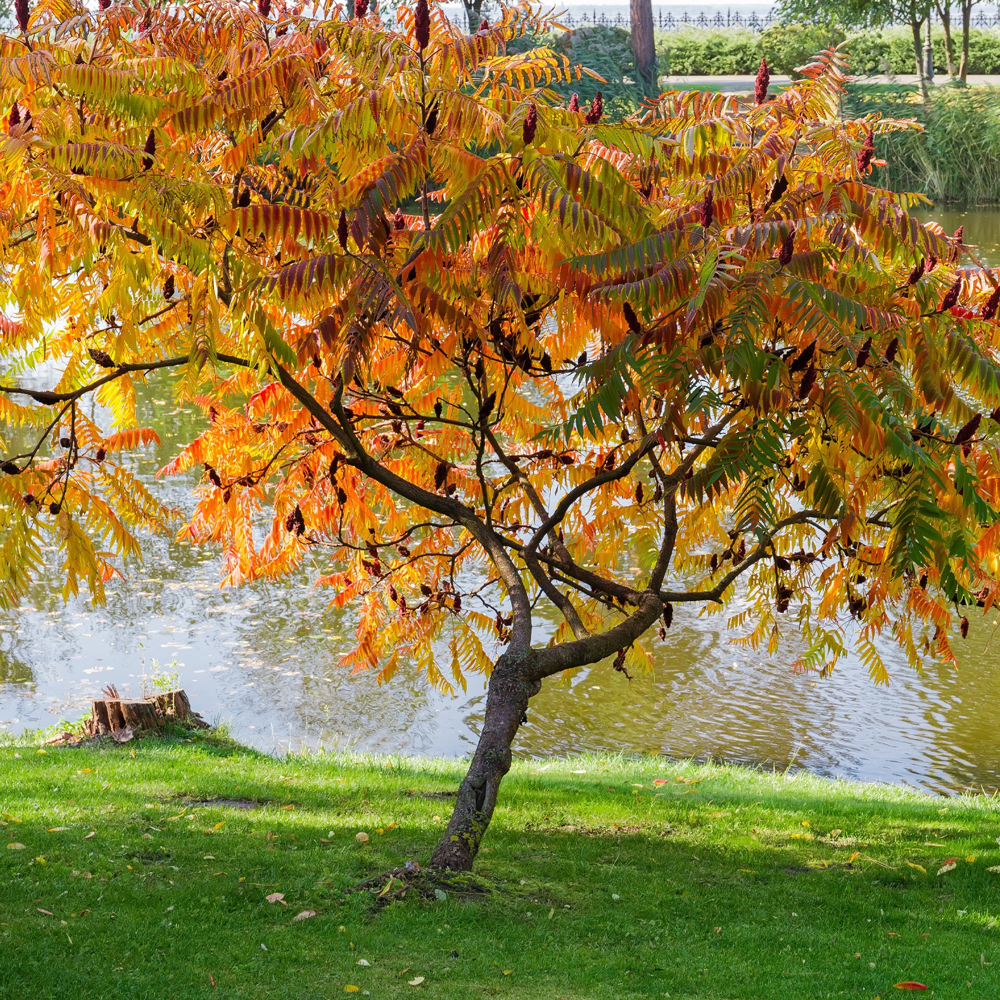 Verkauf Essigbaum - Rhus typhina