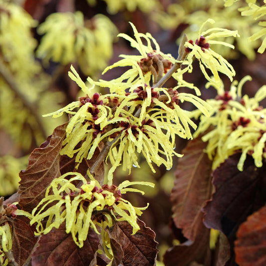 Zaubernuss ‘Sunburst’ - Bakker