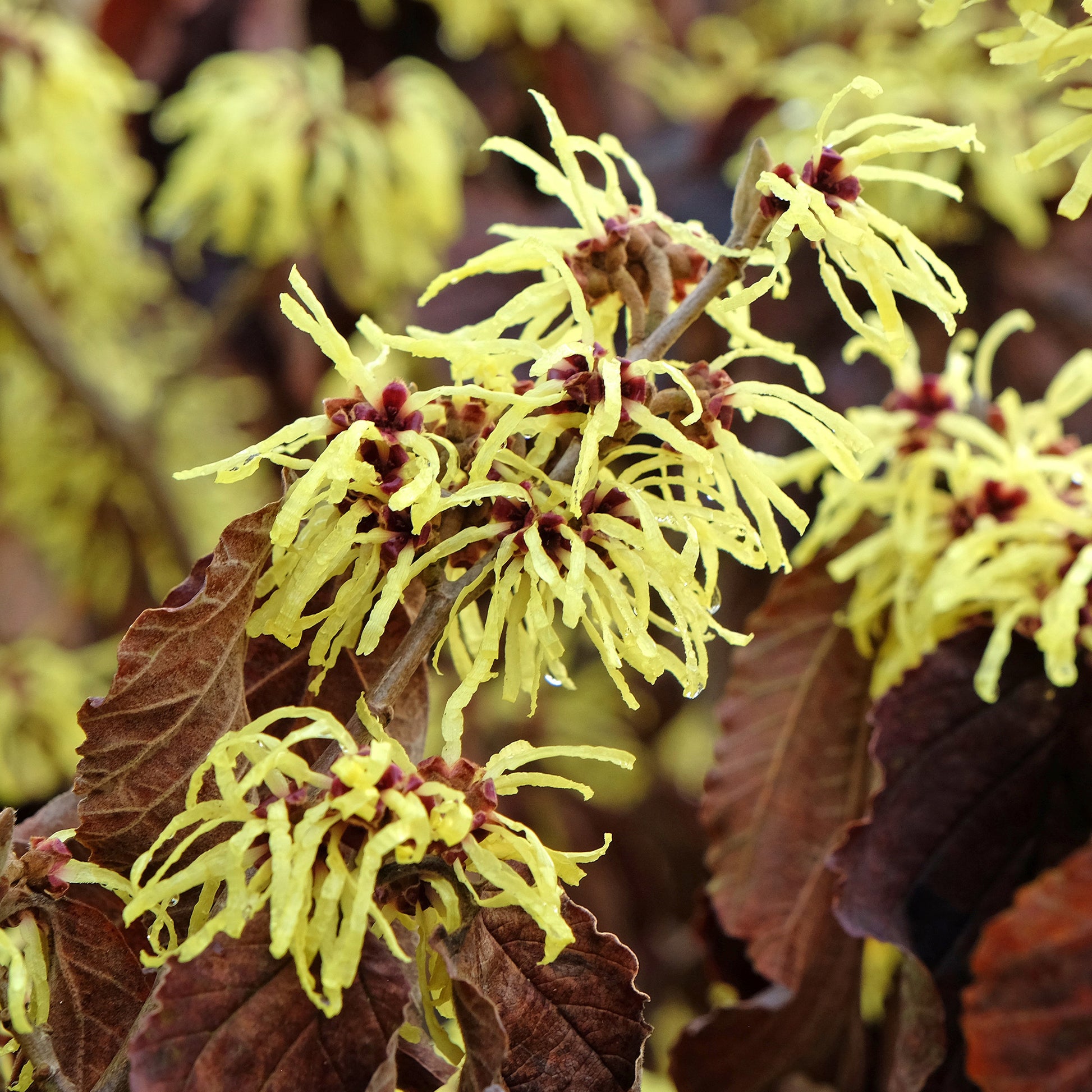 Zaubernuss ‘Sunburst’ - Bakker