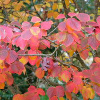 Zaubernuss ‘Sunburst’ - Hamamelis intermedia 'sunburst' - Bakker
