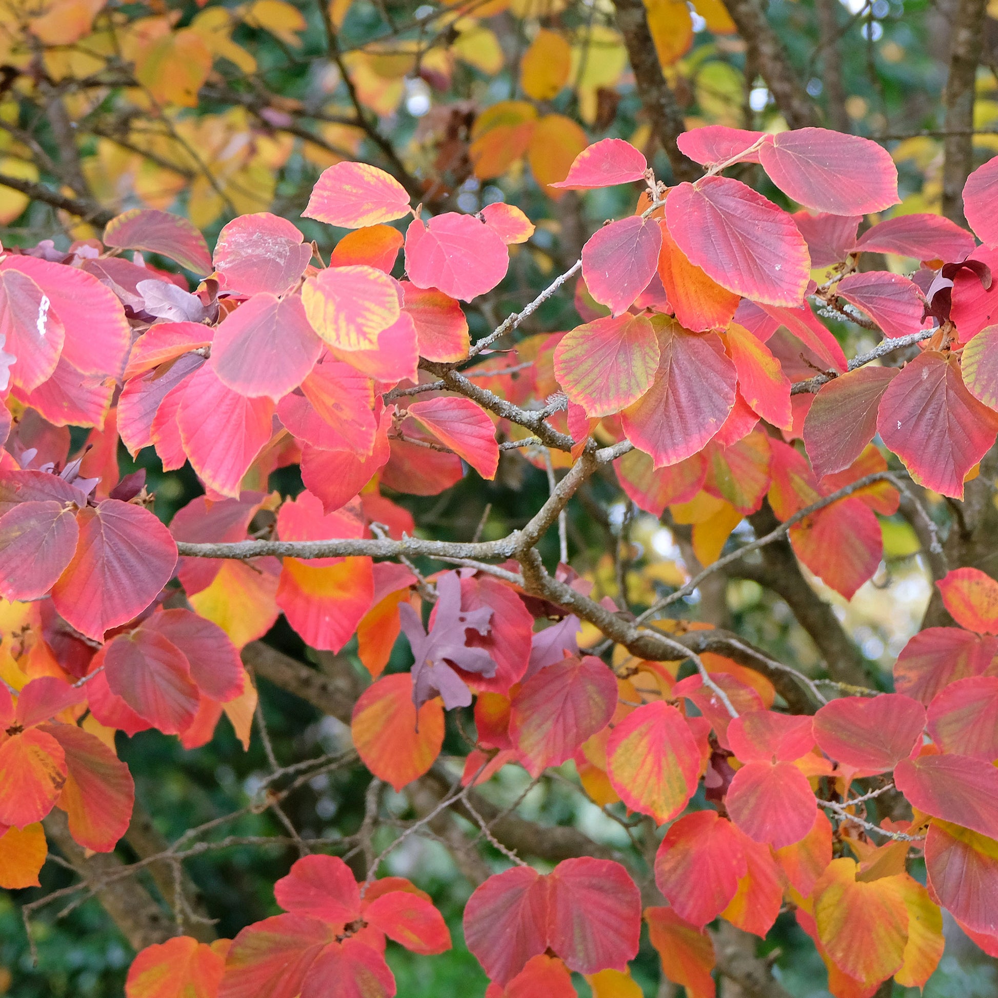 Zaubernuss ‘Sunburst’ - Hamamelis intermedia 'sunburst' - Bakker