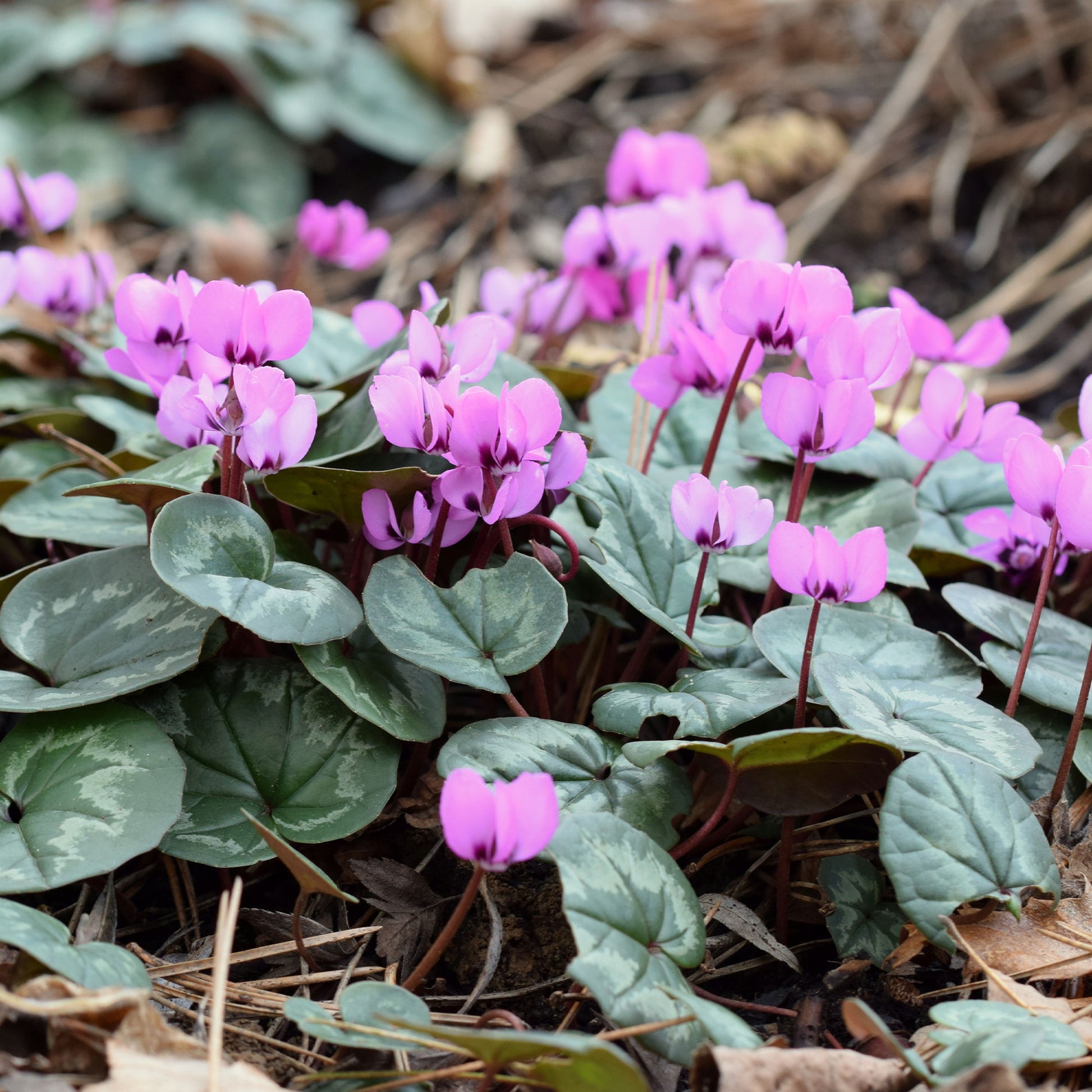 Cyclamen coum - Frühlings-Alpenveilchen ‘Rose’ - Stauden