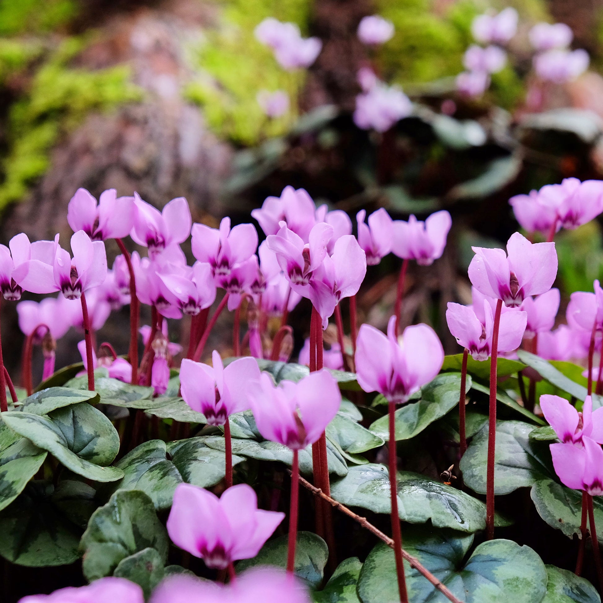 Frühlings-Alpenveilchen ‘Rose’ - Cyclamen coum - Bakker