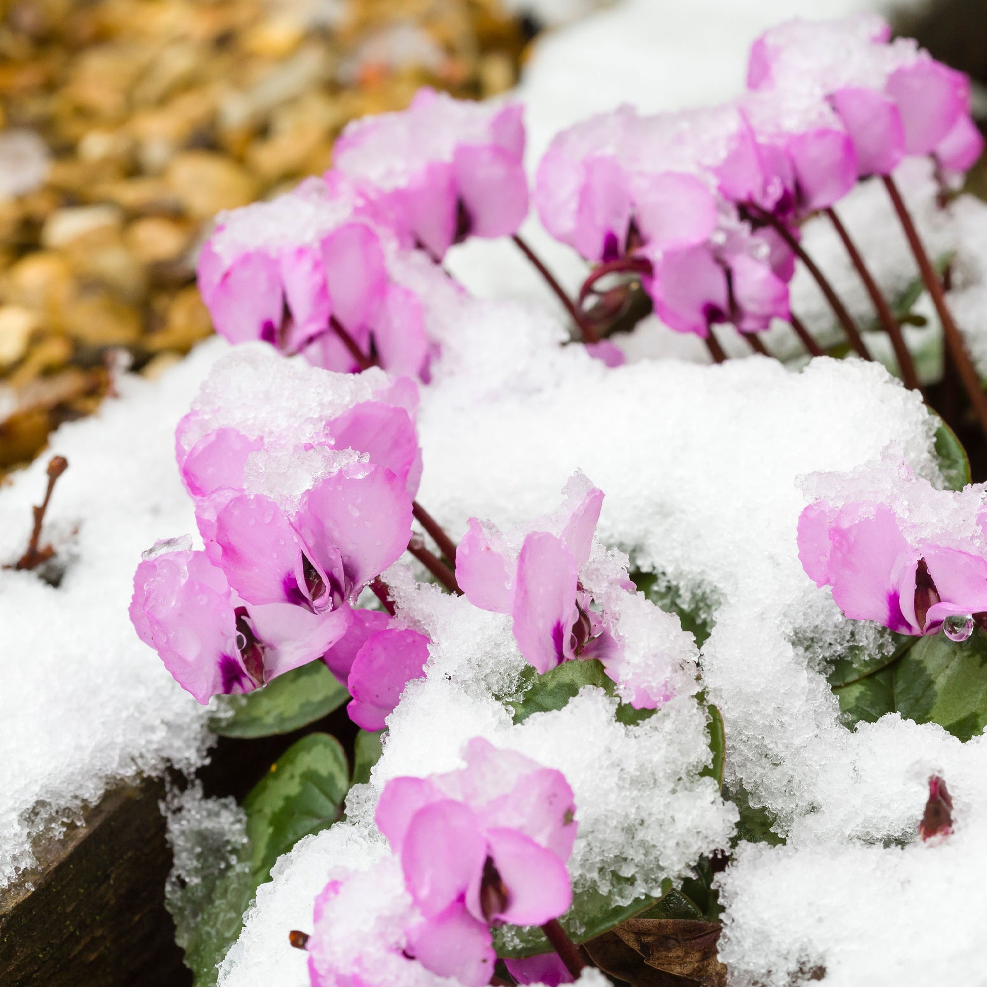 Verkauf Frühlings-Alpenveilchen ‘Rose’ - Cyclamen coum