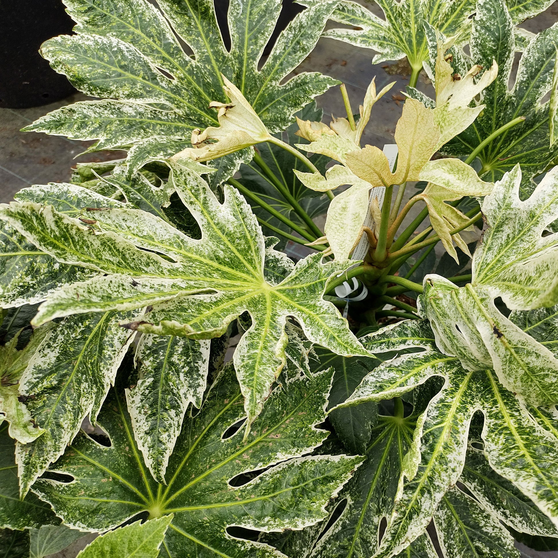 Zimmeraralie ‘Spider’s Web’ - Fatsia japonica Spider Web - Bakker