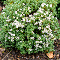 Strauchveronika - Hebe carnosula - Bakker