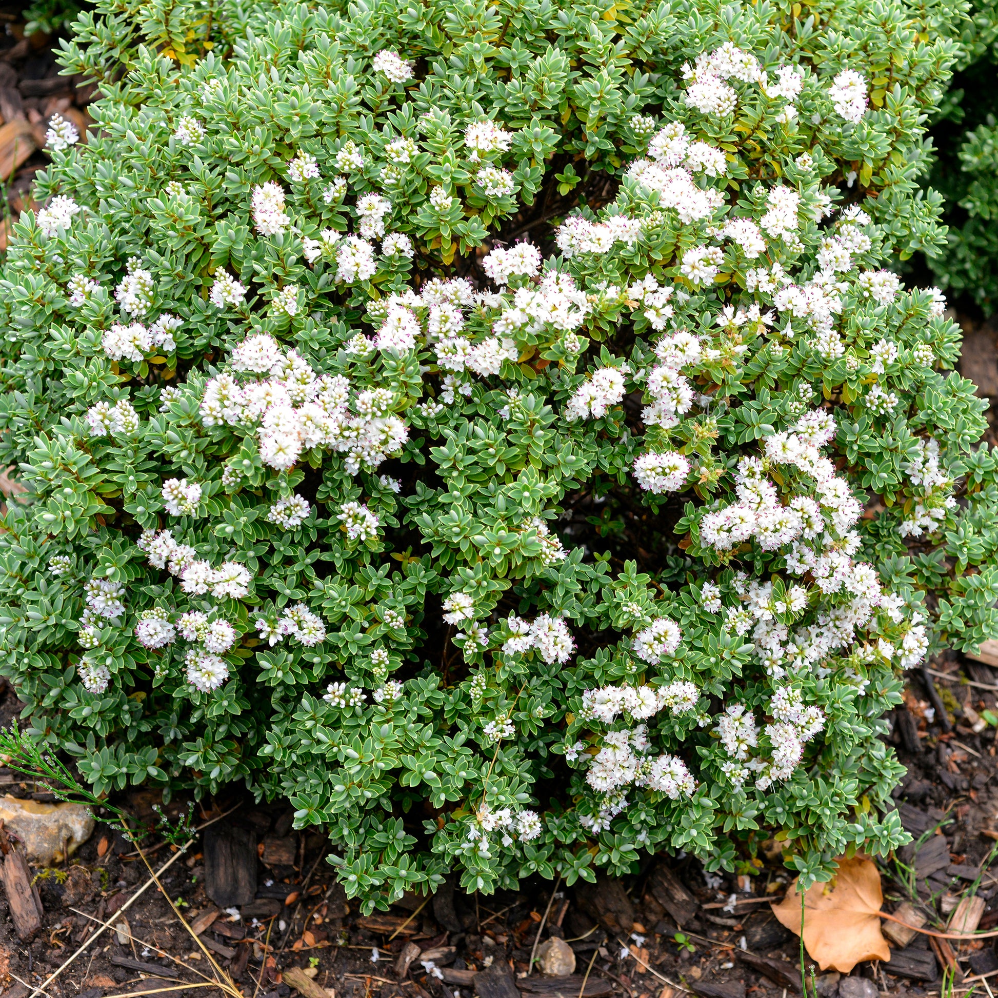 Strauchveronika - Hebe carnosula - Bakker