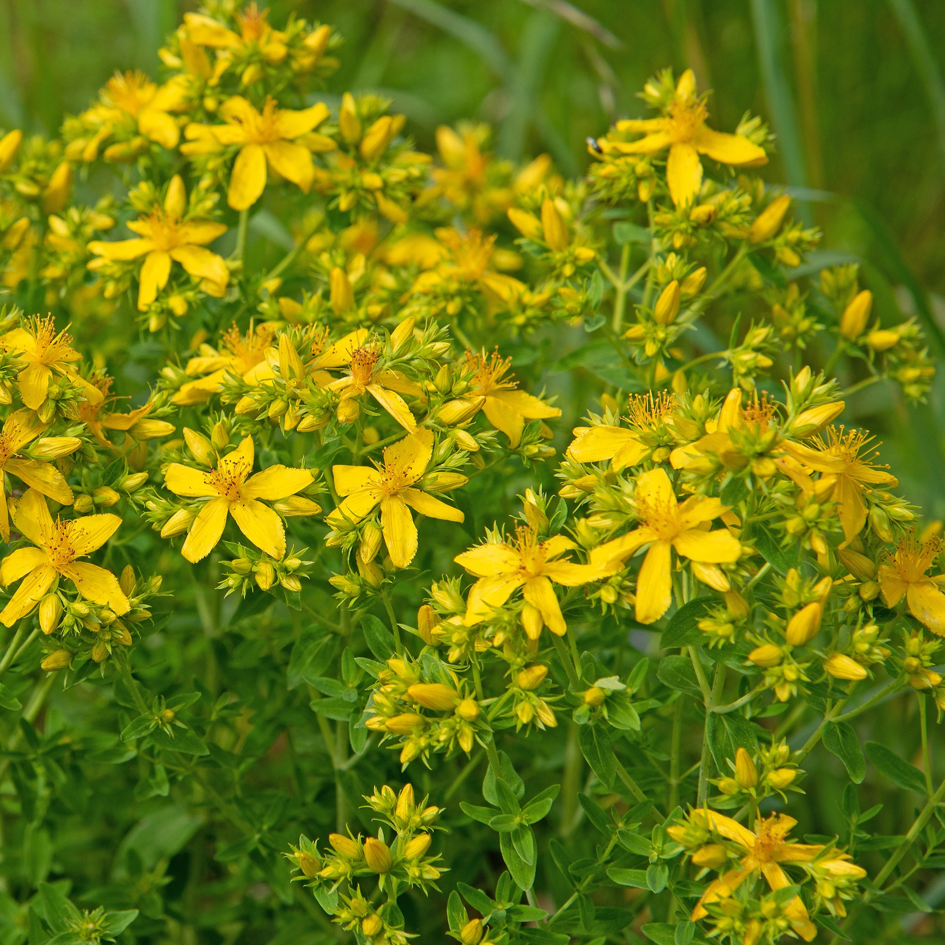 Hypericum perforatum - Echtes Johanniskraut - Stauden