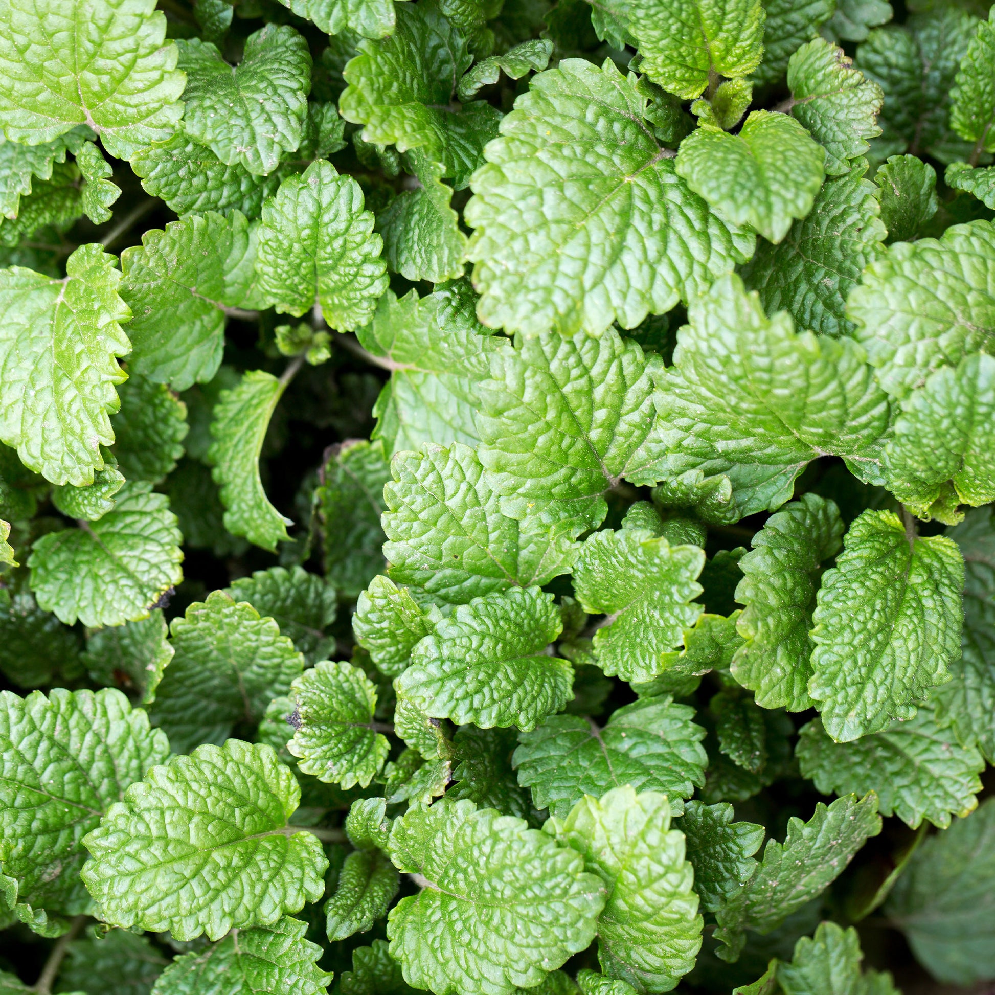 Zitronenmelisse - Melissa officinalis - Bakker