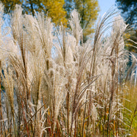 Chinaschilf Malepartus - Miscanthus sinensis malepartus - Bakker