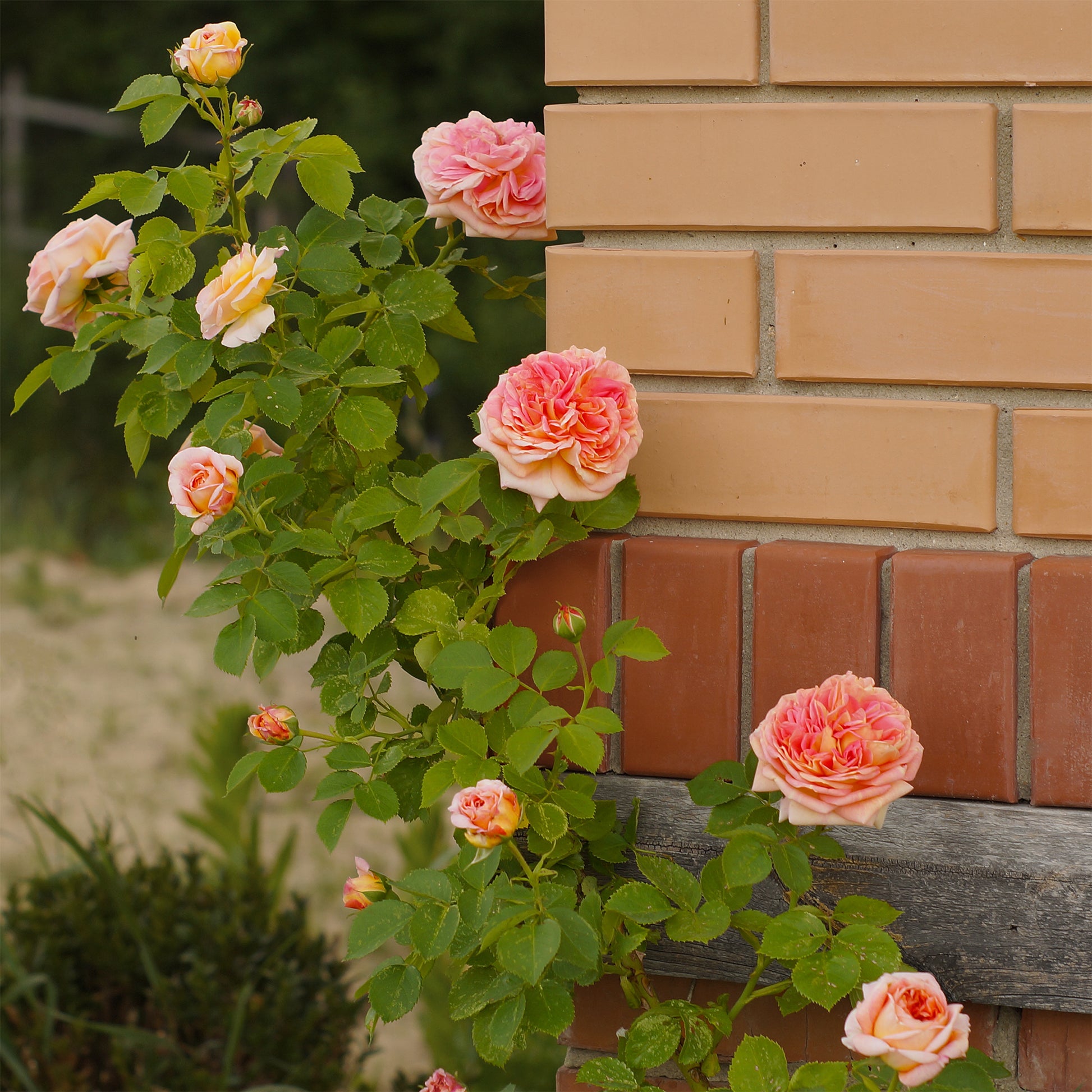 Kletterrose 'Alchymist' - Rosa Alchymiste - Bakker