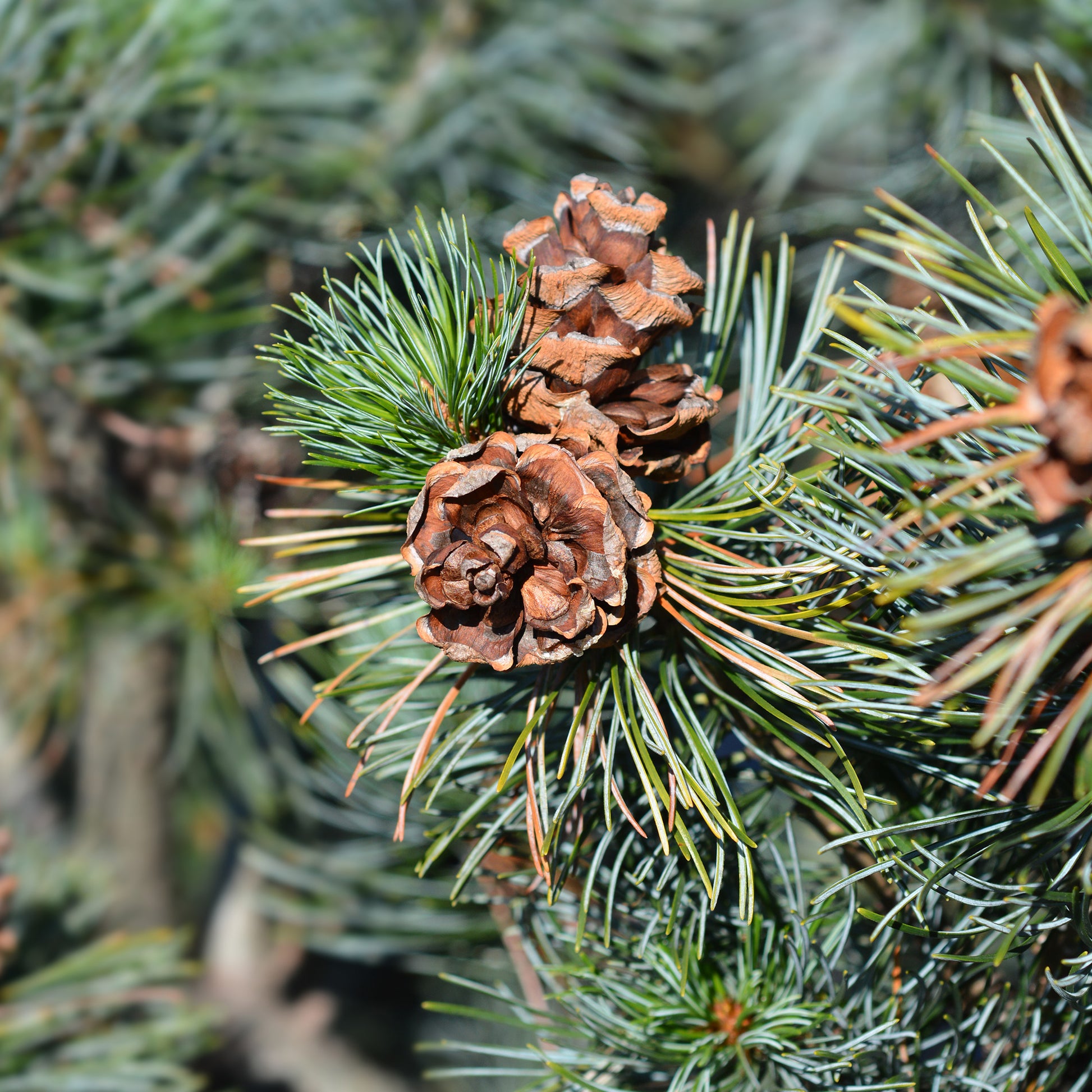 Pinus parviflora Negishi - Japanische Weißkiefer ‘Negishi’ - Kiefer