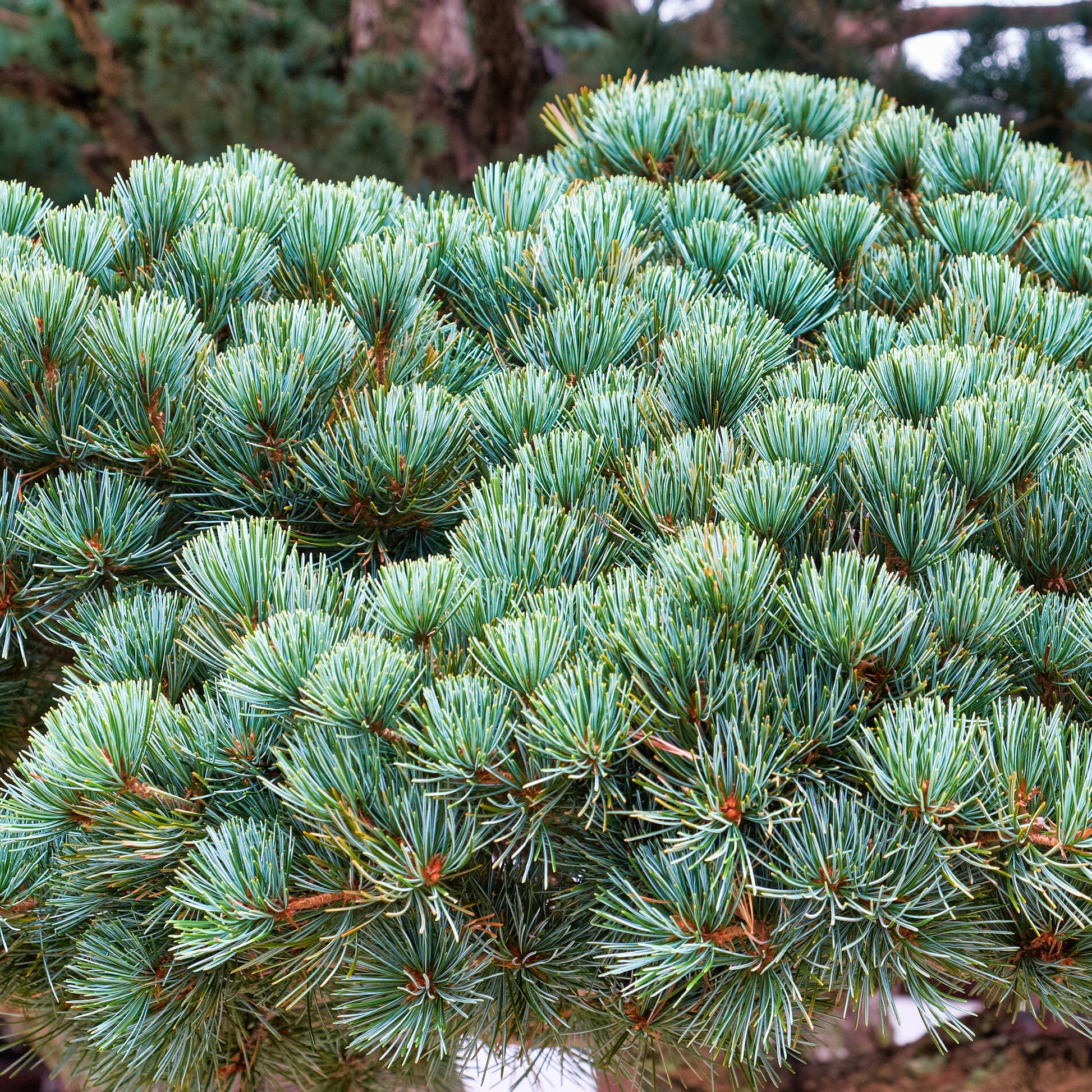 Japanische Weißkiefer ‘Negishi’ - Pinus parviflora Negishi - Bakker