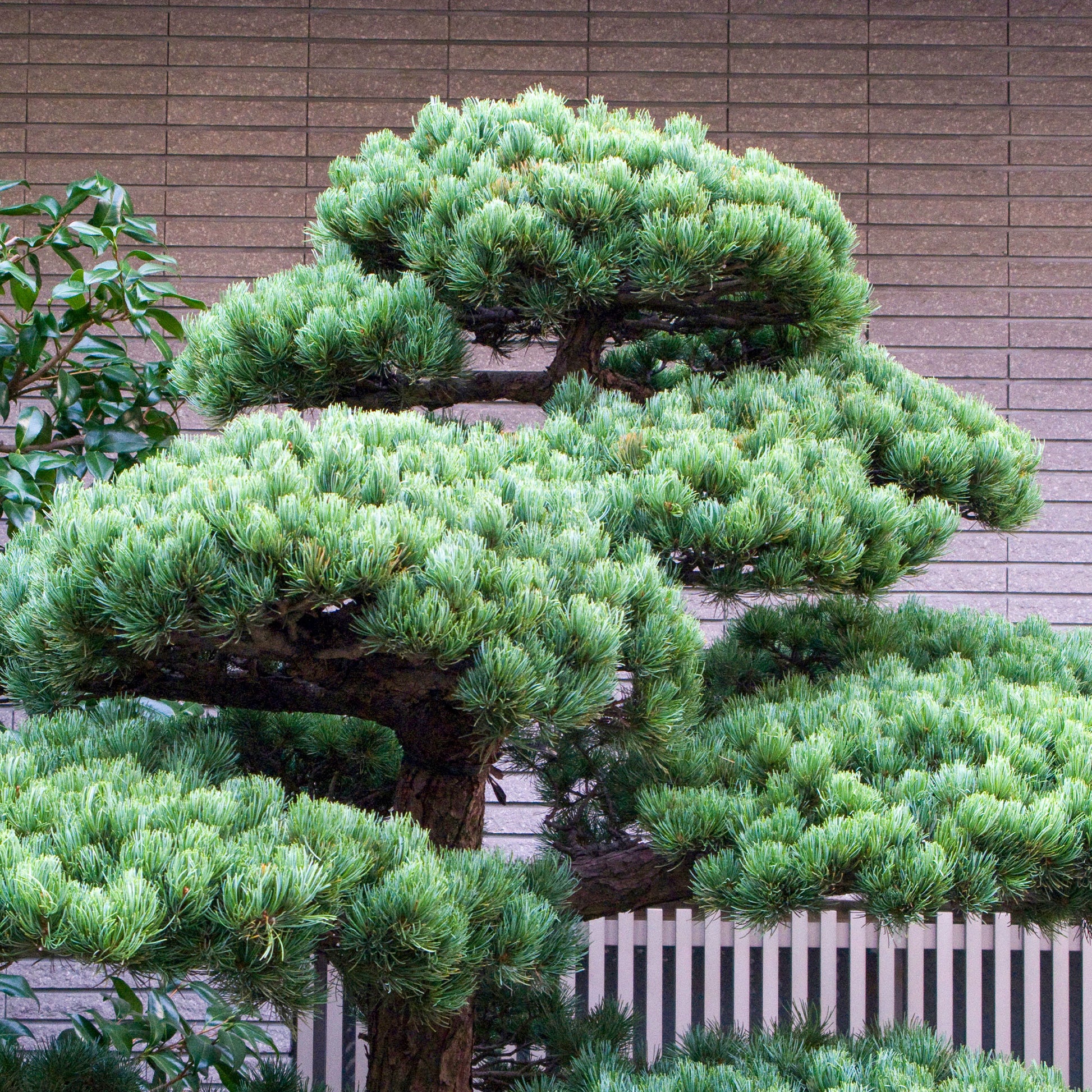 Kiefer - Japanische Weißkiefer ‘Negishi’ - Pinus parviflora Negishi