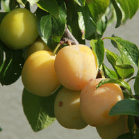 Prunus domestica reine-claude dorée - Pflaume 'Reineclaude Dorée' - Pflaumenbäume