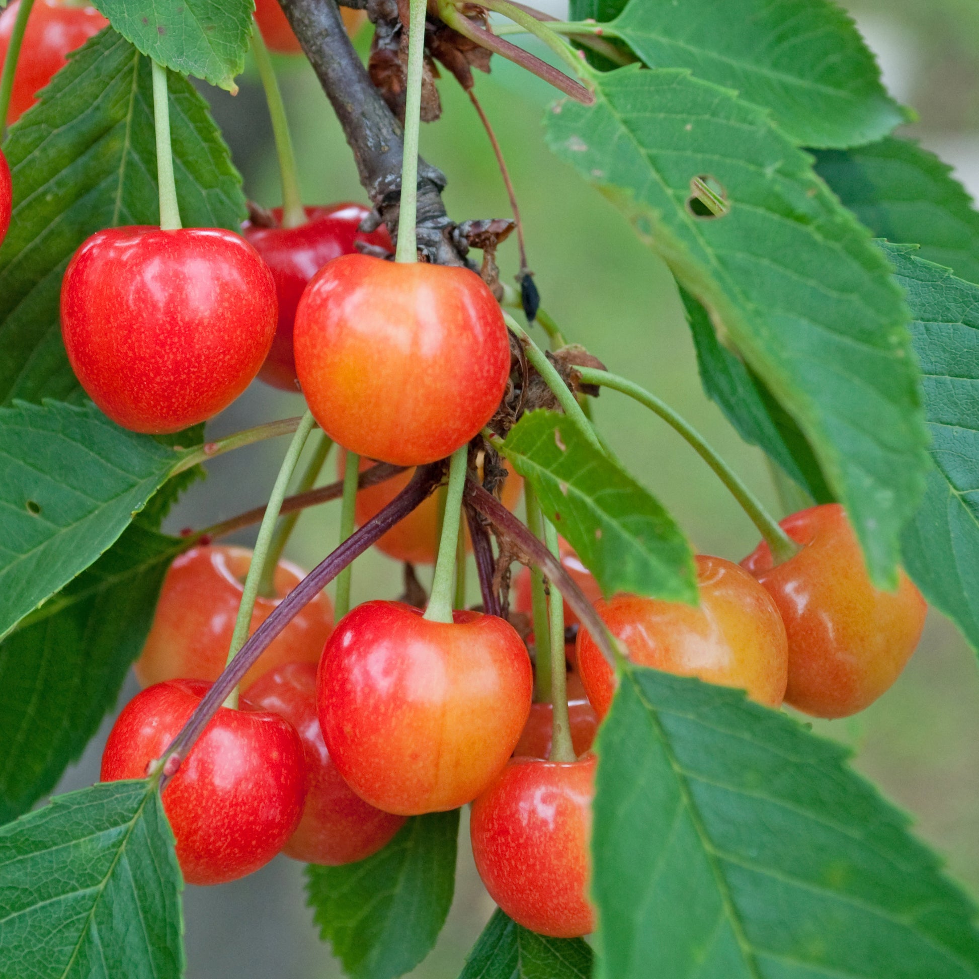 Prunus avium coeur de pigeon - Kirschbaum Taubenherz - Kirschbäume