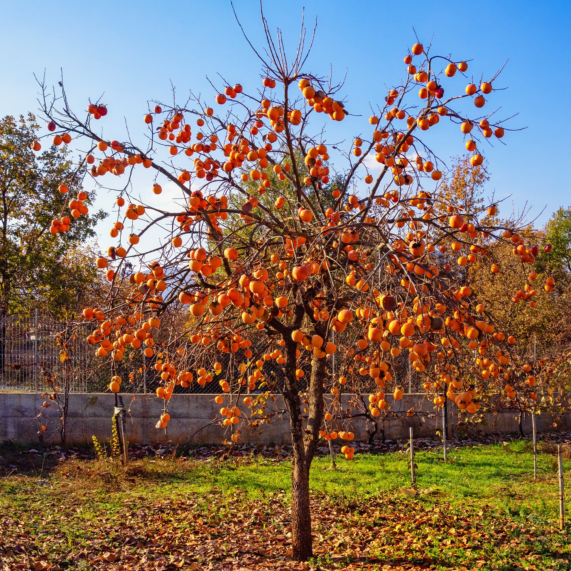 Persimone - Kakipflaume Rojo Brillante - Kaki diospyros rojo brillante
