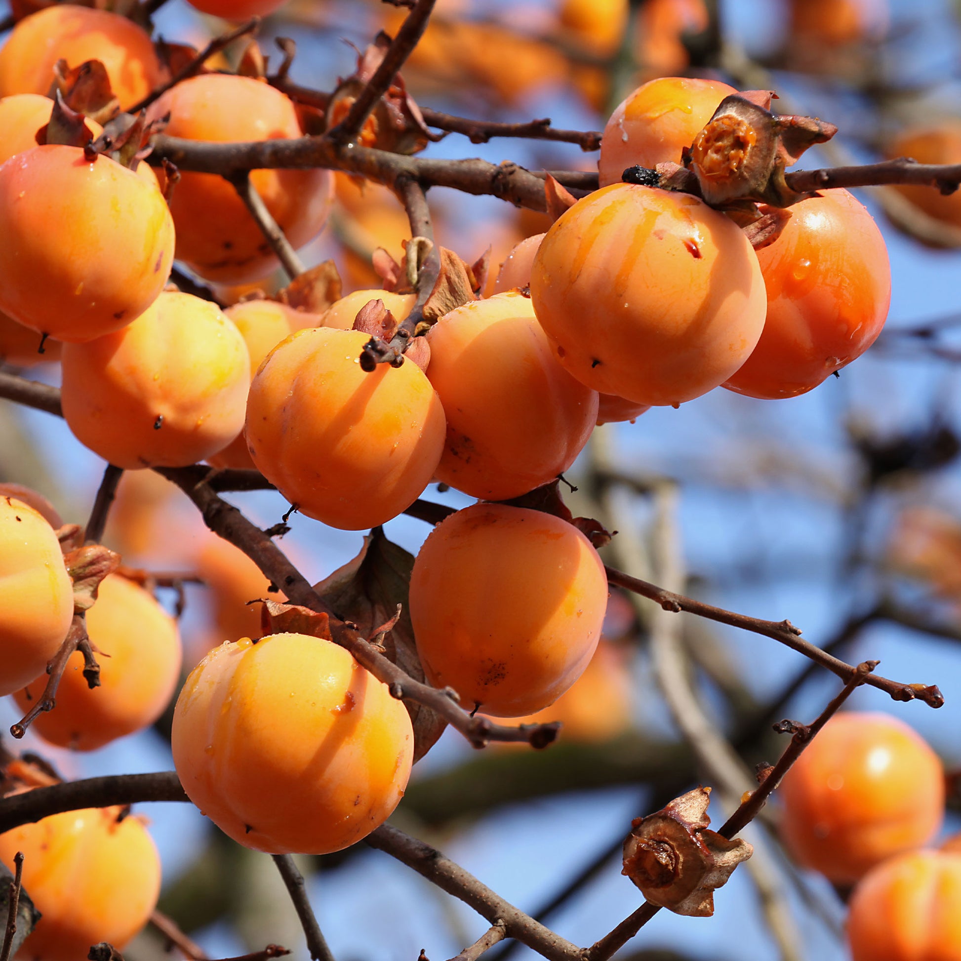 Persimone - Kaki Tipo - Kaki diospyros tipo