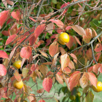 Kaki diospyros tipo - Kaki Tipo - Persimone