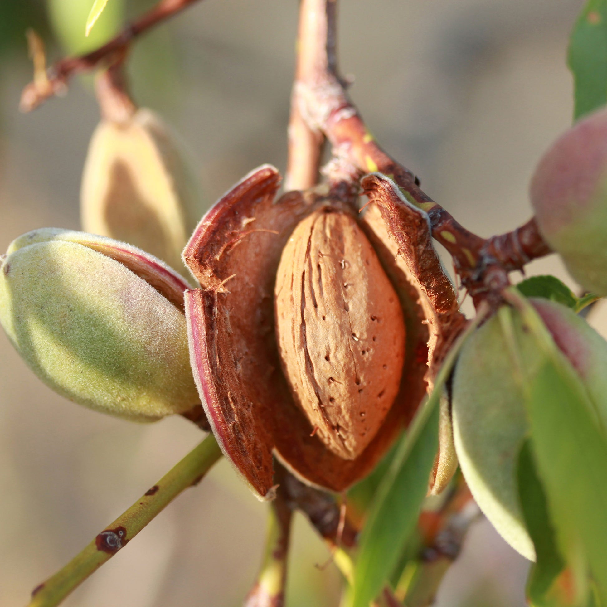 Schalenobstbäume - Mandelbaum ‘Texas’ - Prunus dulcis Texas