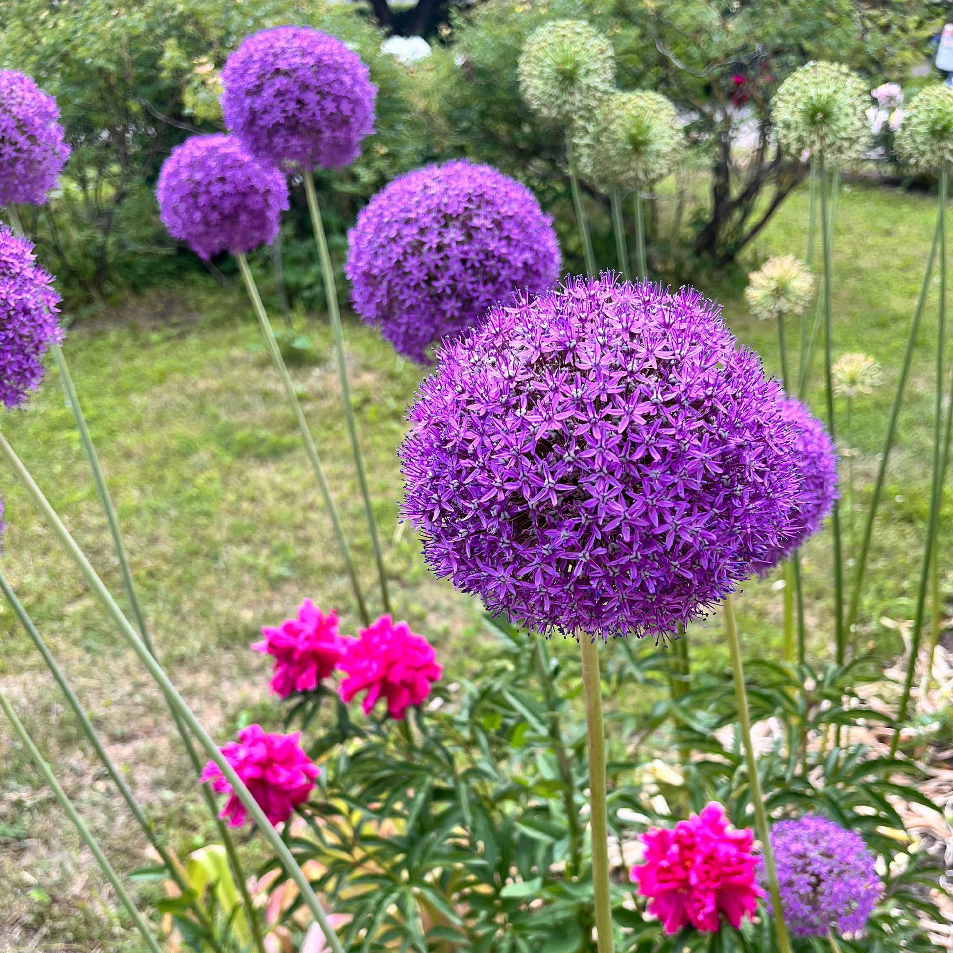 Zierlauch Gladiator - Allium Gladiator - Bakker