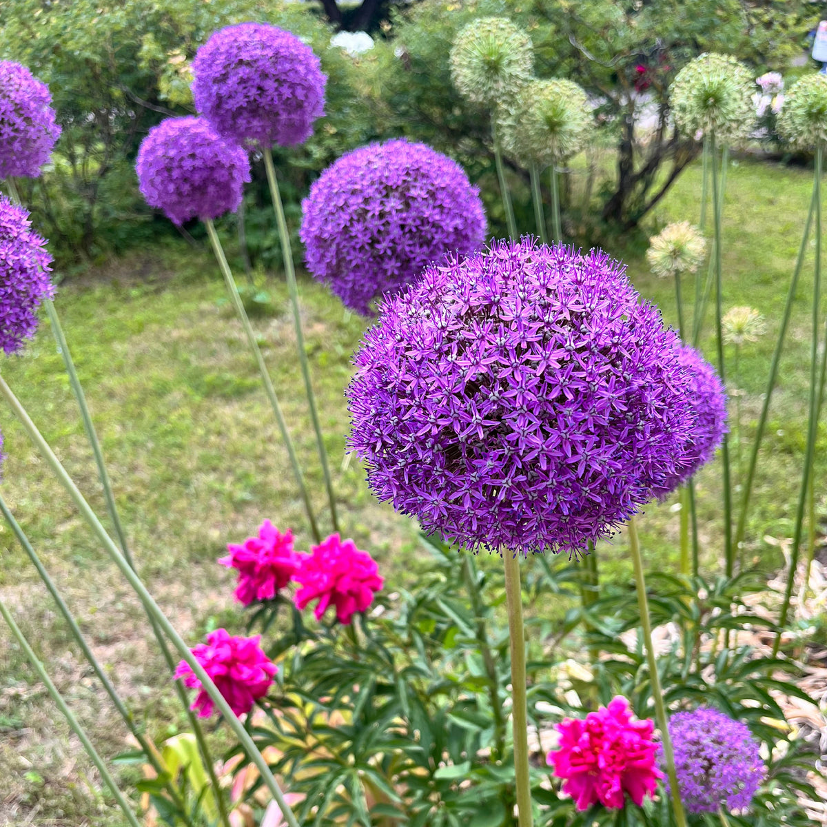 Zierlauch Gladiator - Allium Gladiator - Bakker
