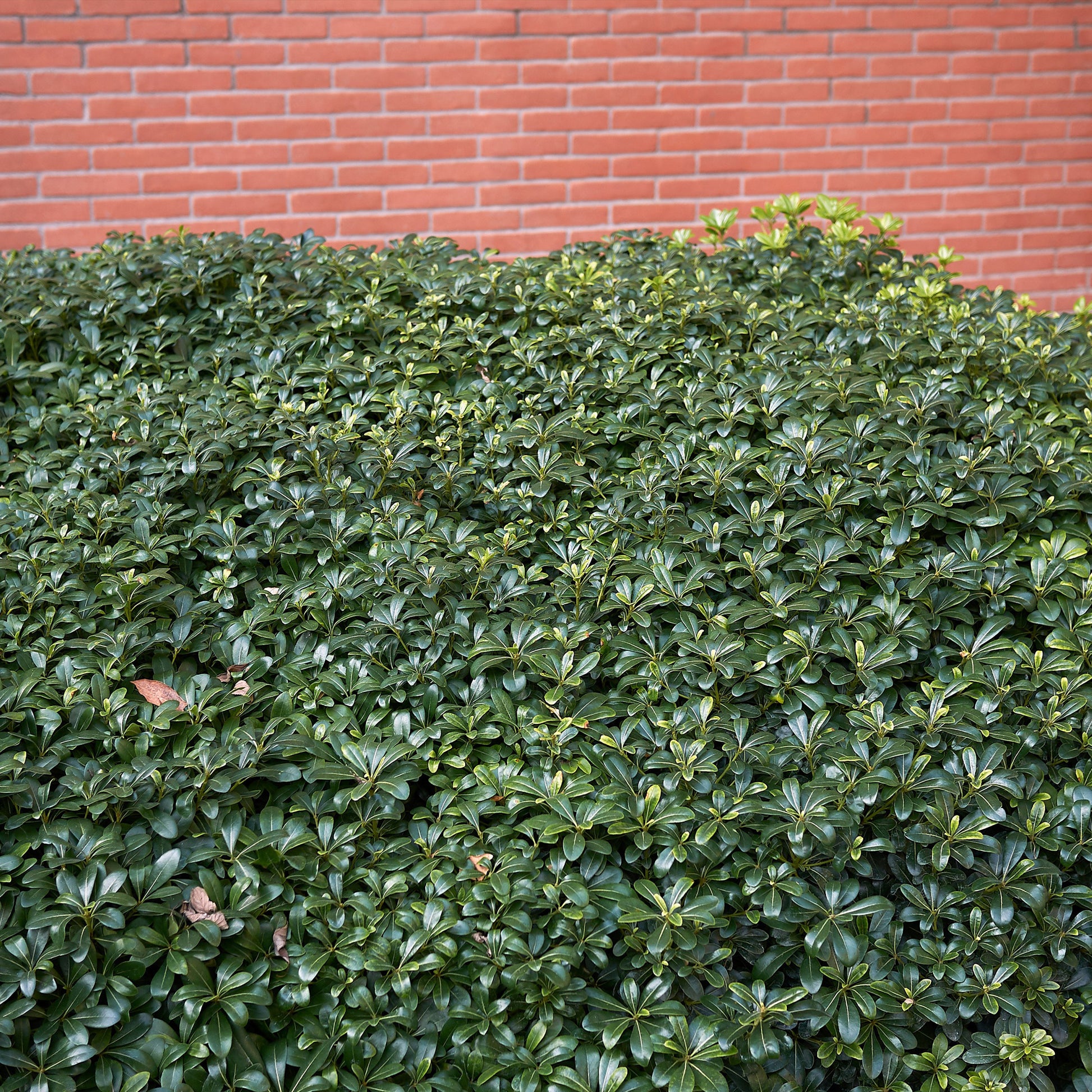 Chinesischer Klebsame - Pittosporum tobira - Bakker