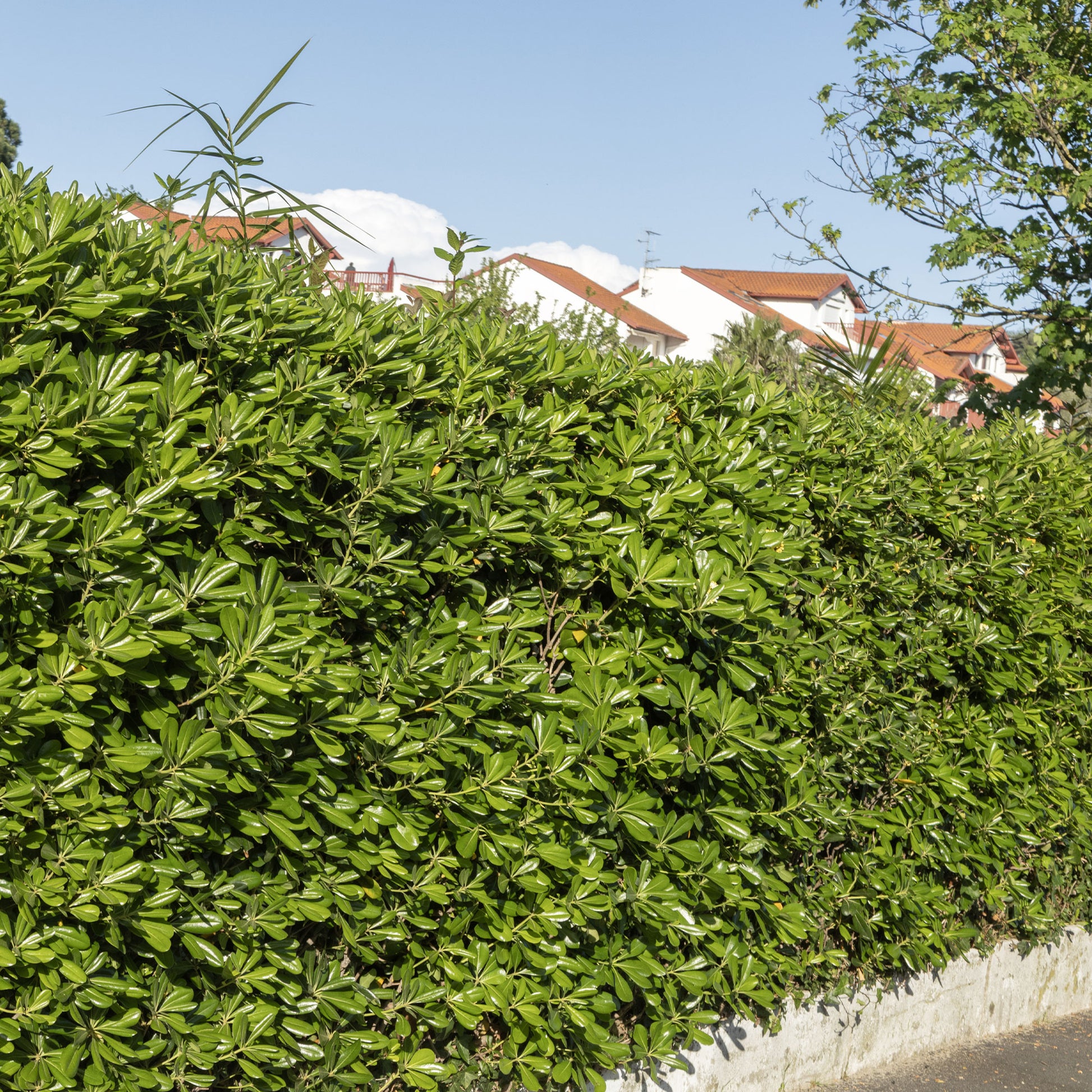 Verkauf Chinesischer Klebsame - Pittosporum tobira